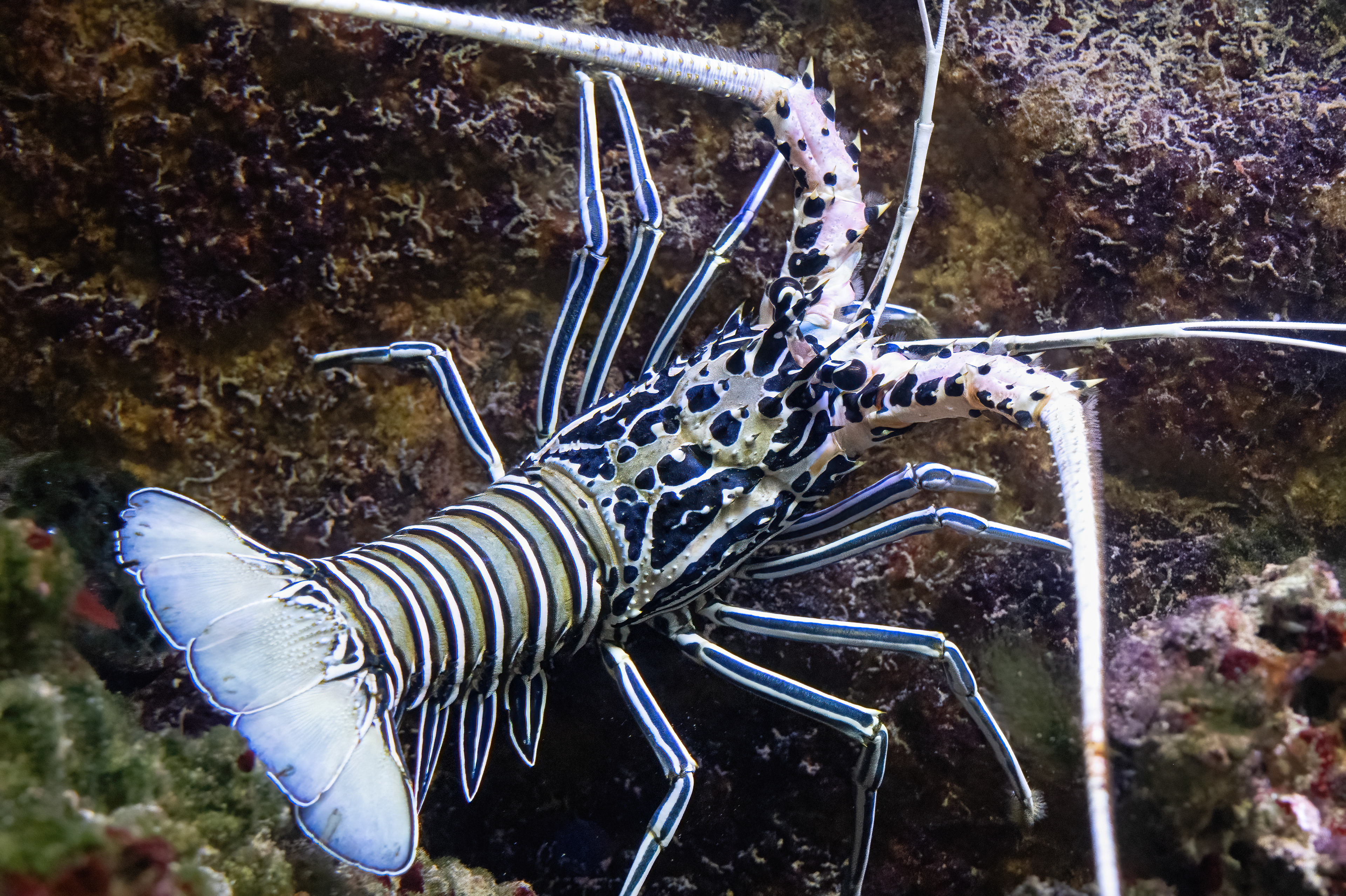 Langusta ozdobná (Panulirus versicolor)