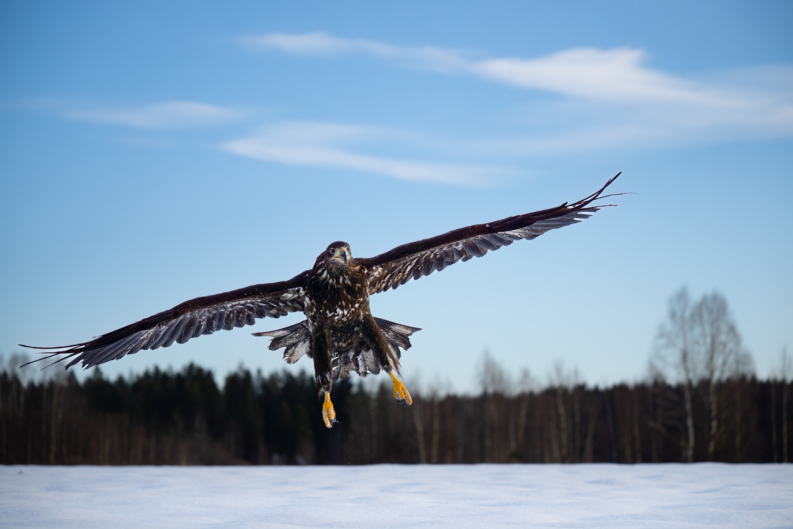 Orel mořský (Haliaeetus albicilla), Vysočina, 02/2023