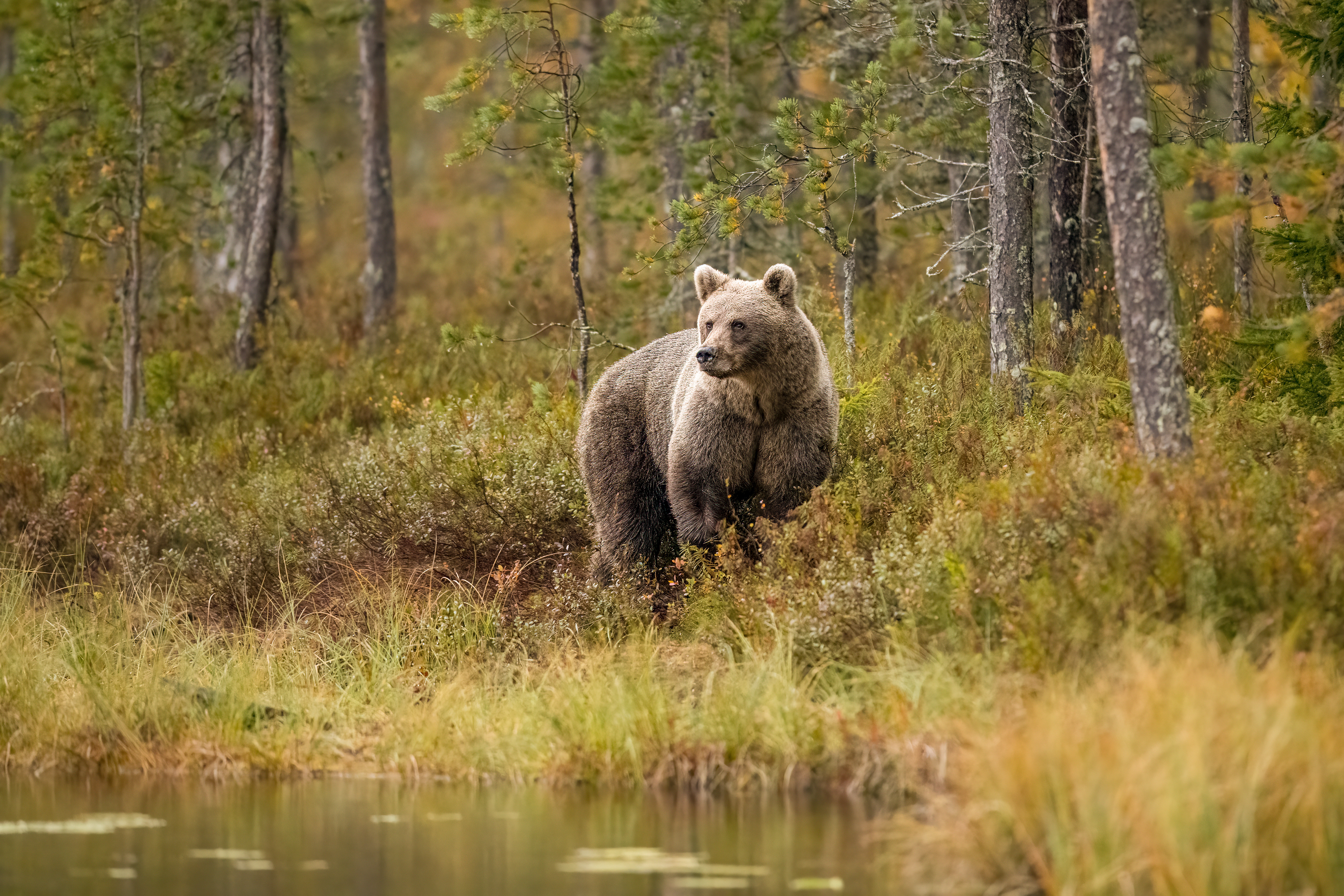 Medvěd hnědý (Ursus arctos), Finsko, 09/2022