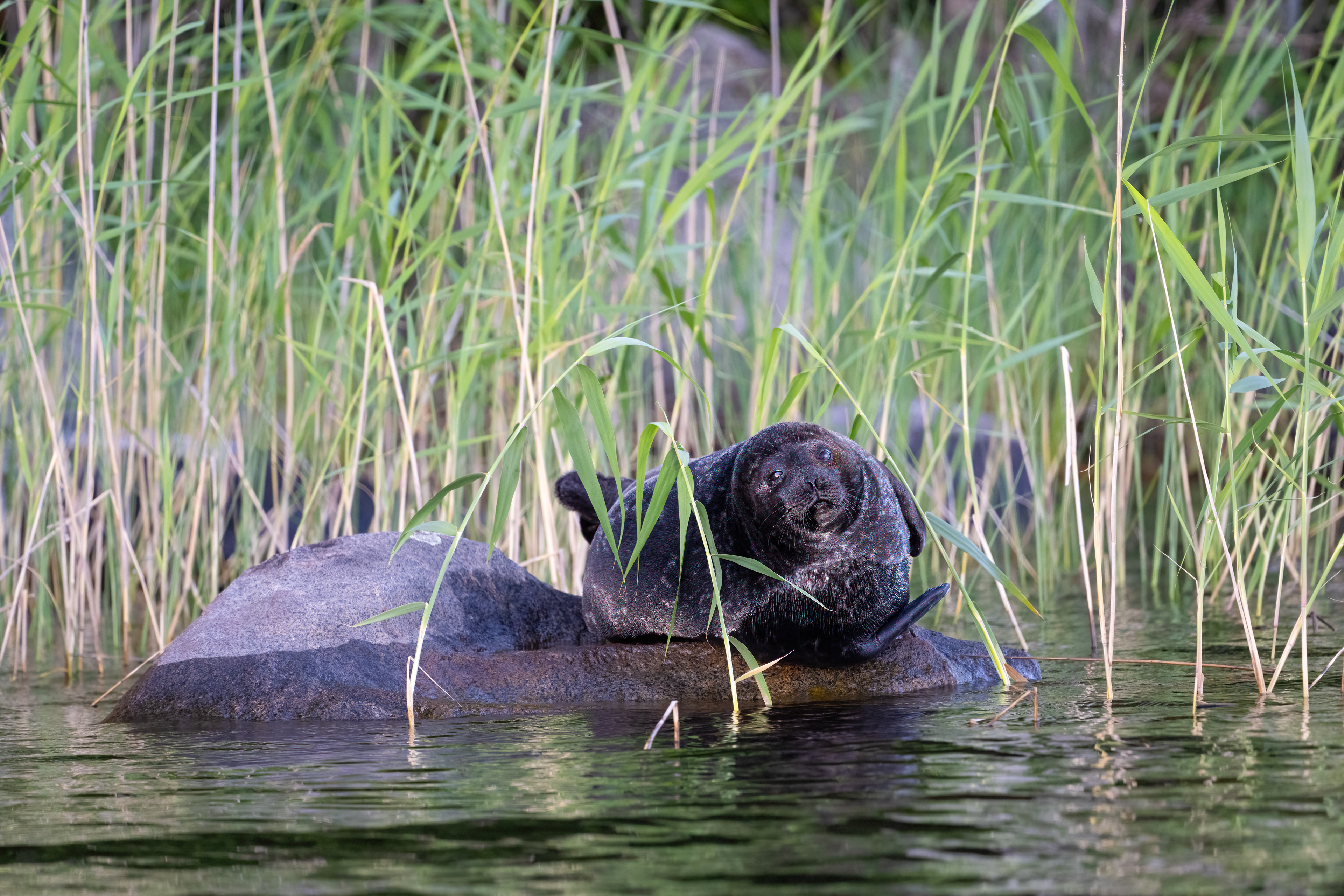 Tuleň kroužkovaný (Pusa hispida), jezero Saimaa, Finsko