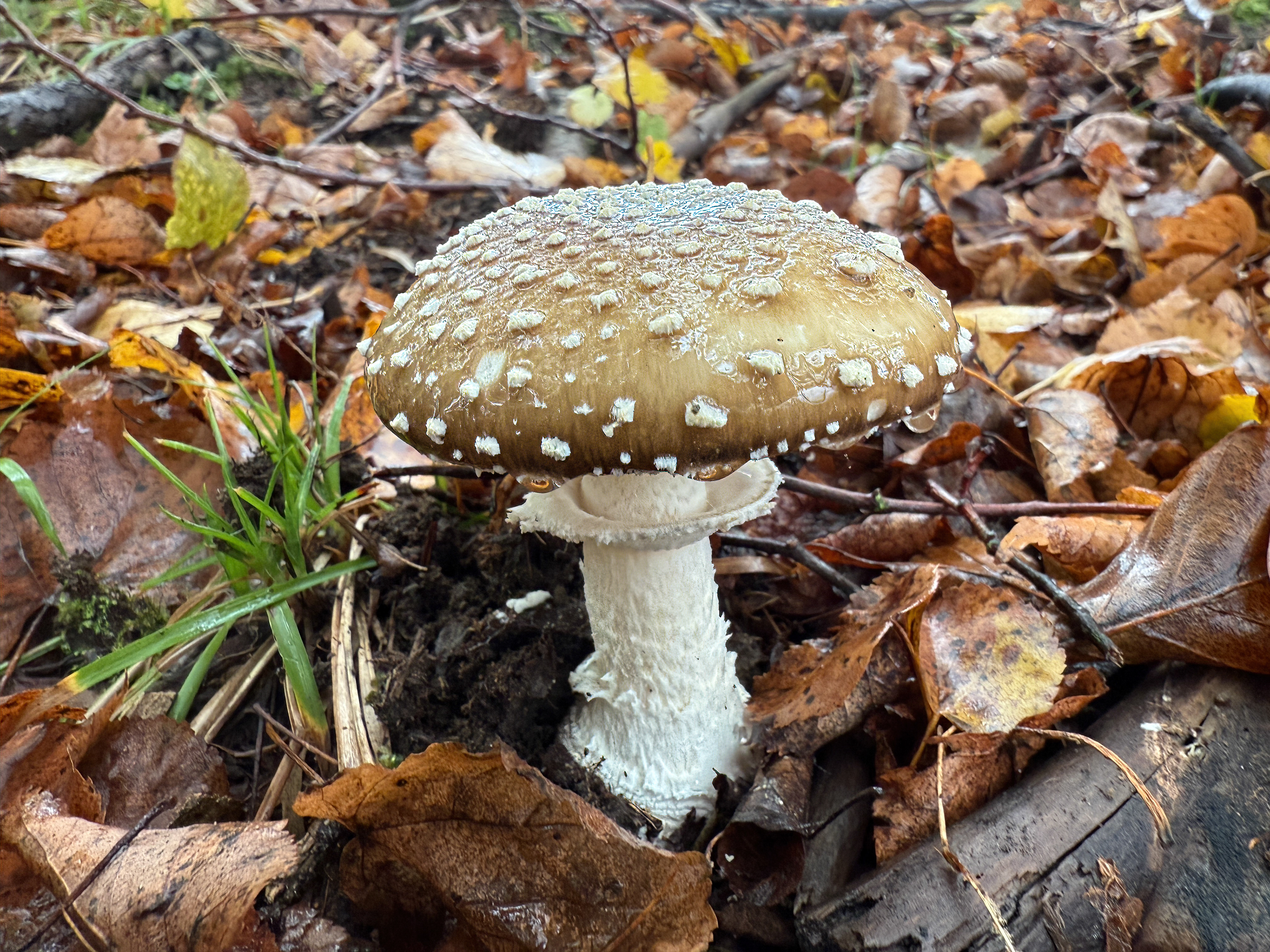 Muchomůrka tygrovaná (Amanita pantherina)