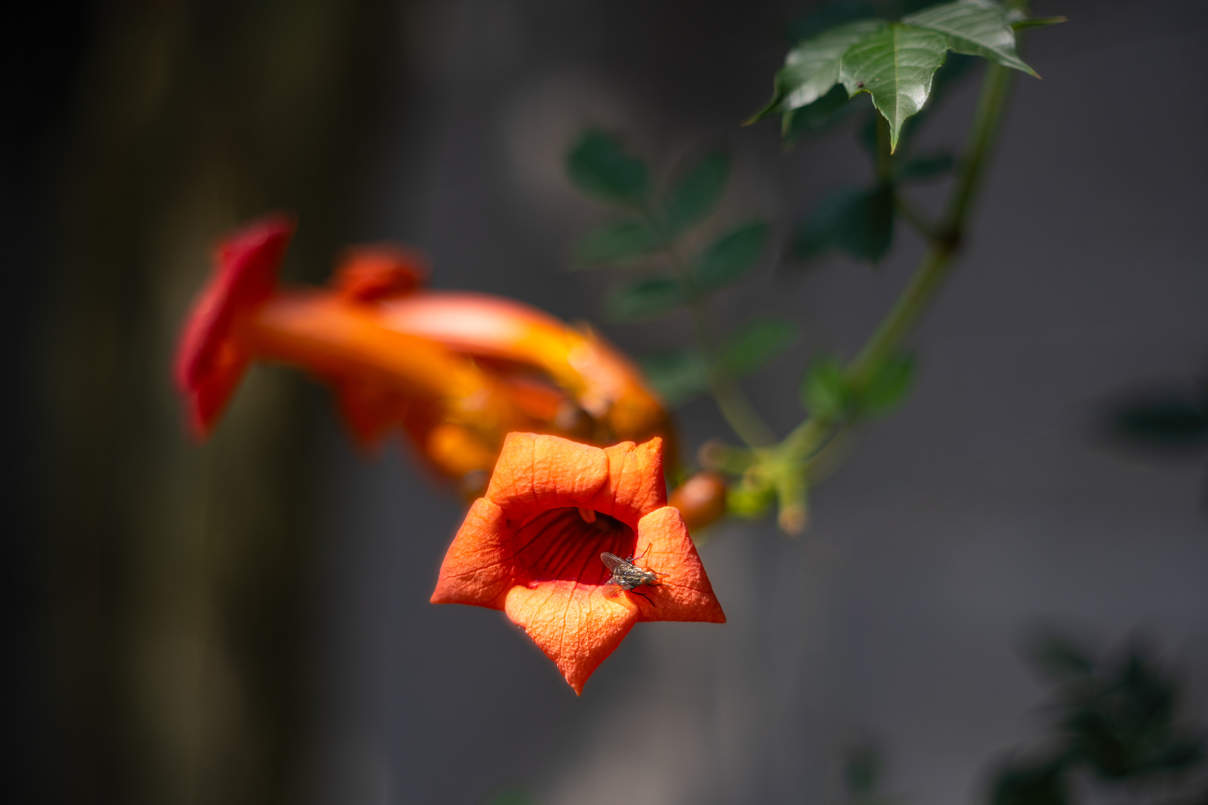 Trubač kořenující (Campsis radicans), Pyšely, 08/2024