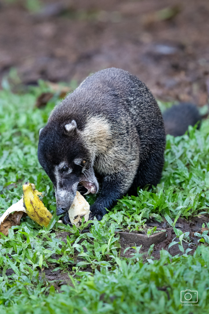 Nosál bělohubý (The white-nosed coati, Nasua narica), Kostarika, 01/2025
