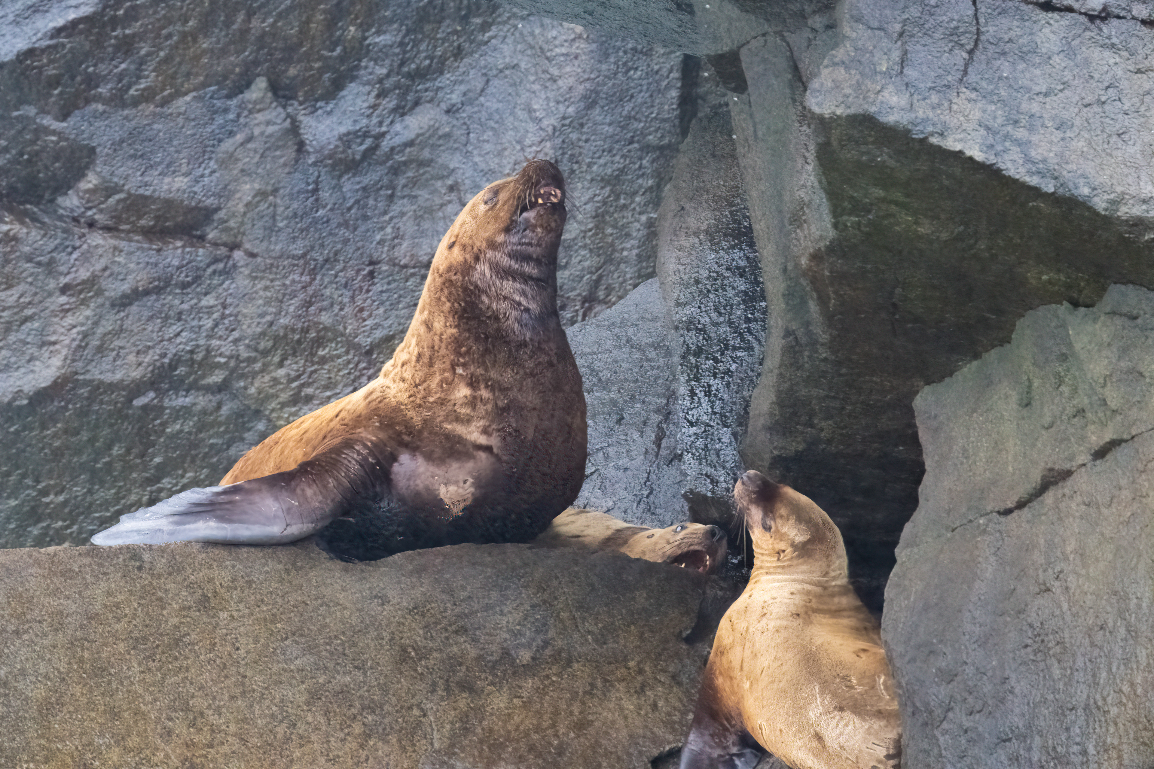 Lachtan ušatý (Eumetopias jubatus), Aljaška, 07/2023