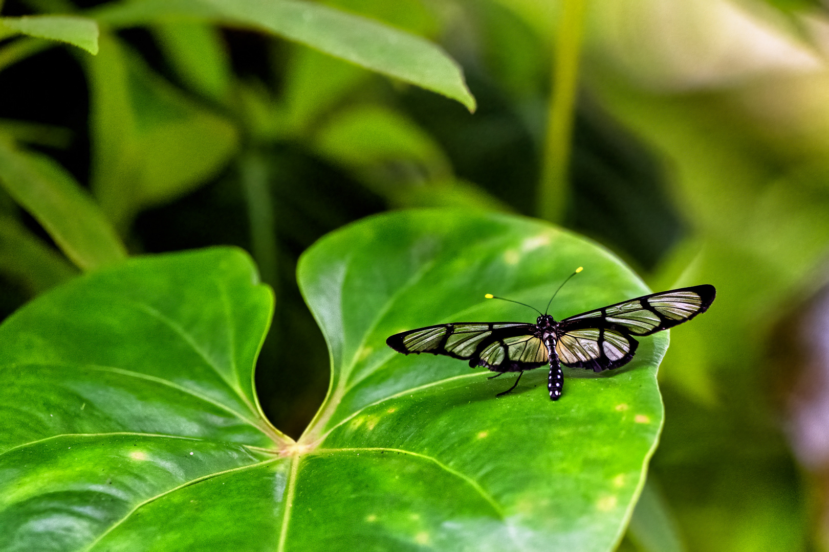 Methona confusa, Fata Morgana, Praha, 05/2022
