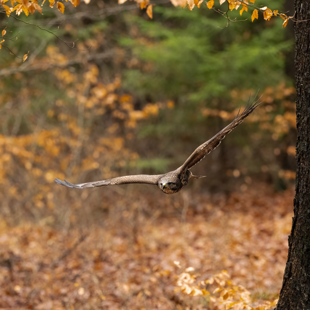 Káně lesní (Buteo buteo), Vysočina, 11/2022