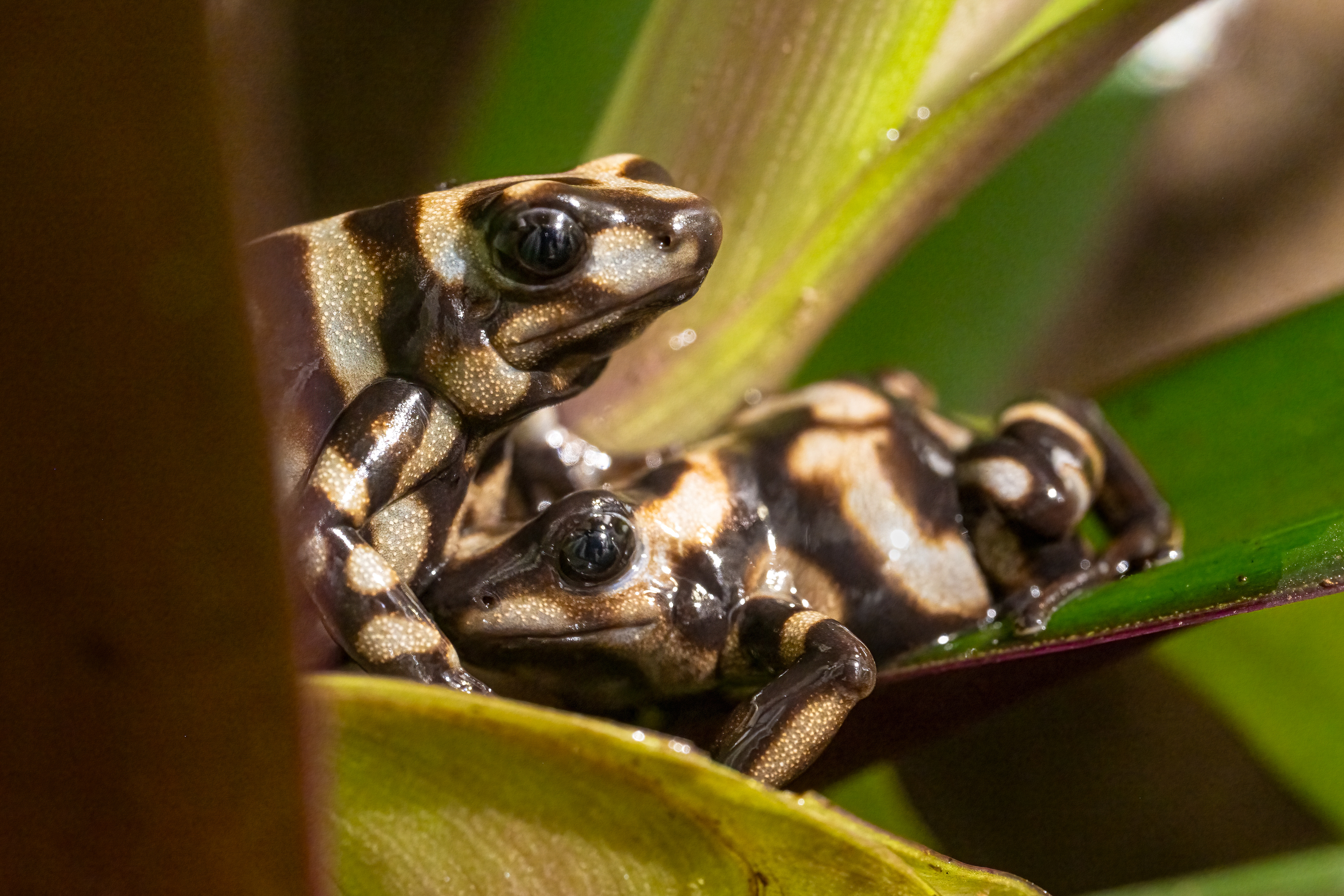 Pralesnička batiková "Campana" (Dendrobates auratus "Campana"), 08/2024
