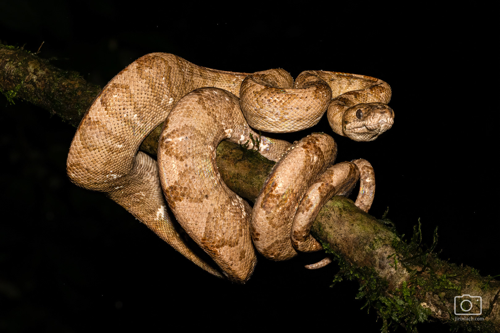 Psohlavec kroužkovaný (Ringed tree boa, Corallus annulatus)