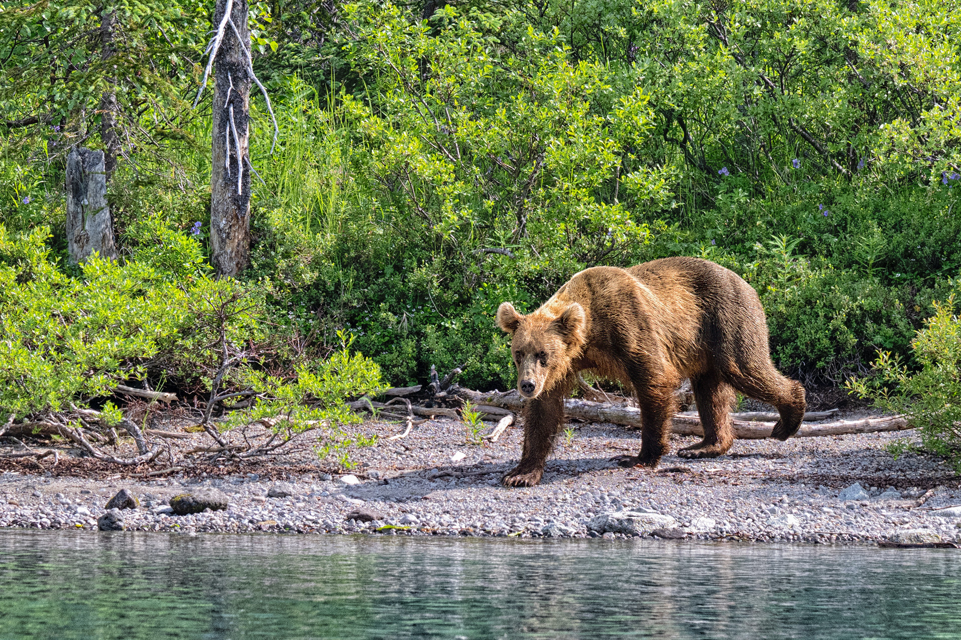 Medvěd grizzly (Ursus arctos horribilis), Aljaška, 07/2023
