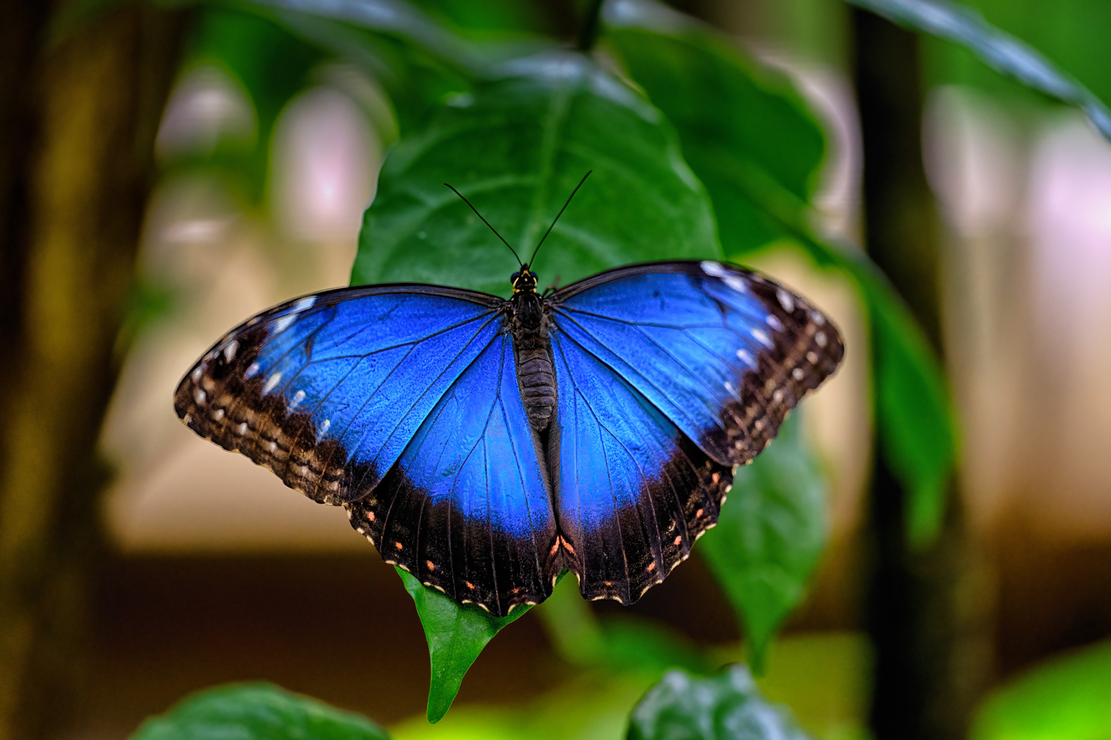 Morpho peleides, Fata Morgana, Praha, 05/2022