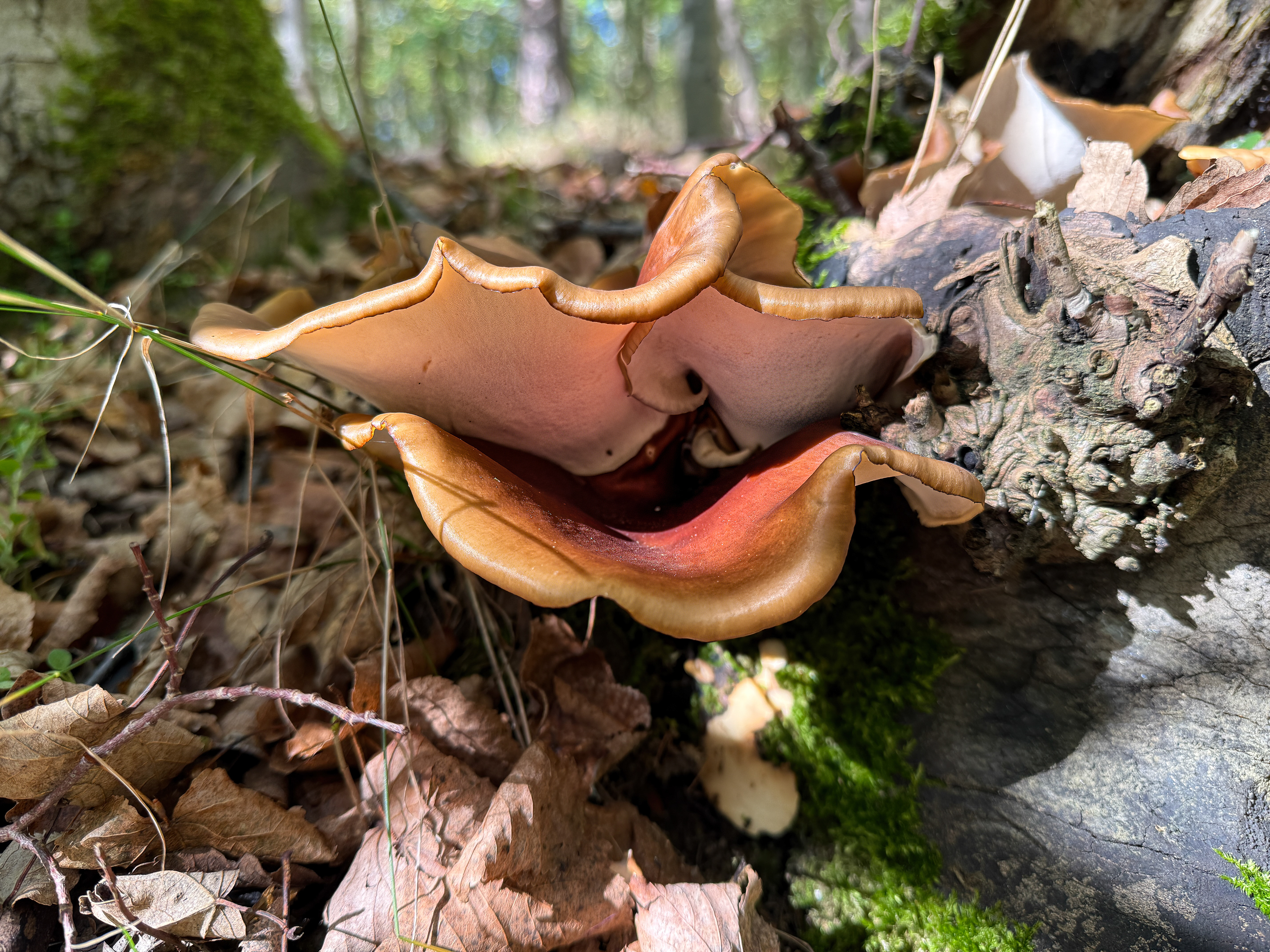 Choroš smolonohý (Royoporus badius)