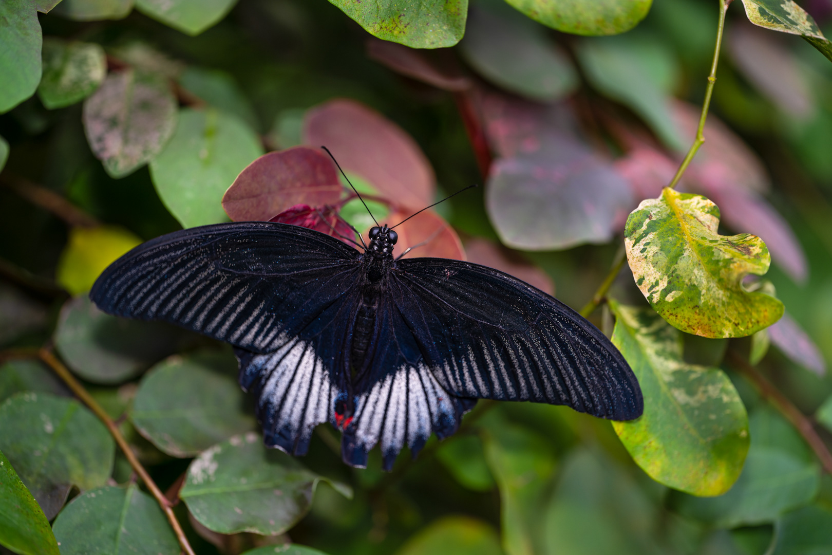 Papilio memnon, Fata Morgana, Praha, 04/2023 