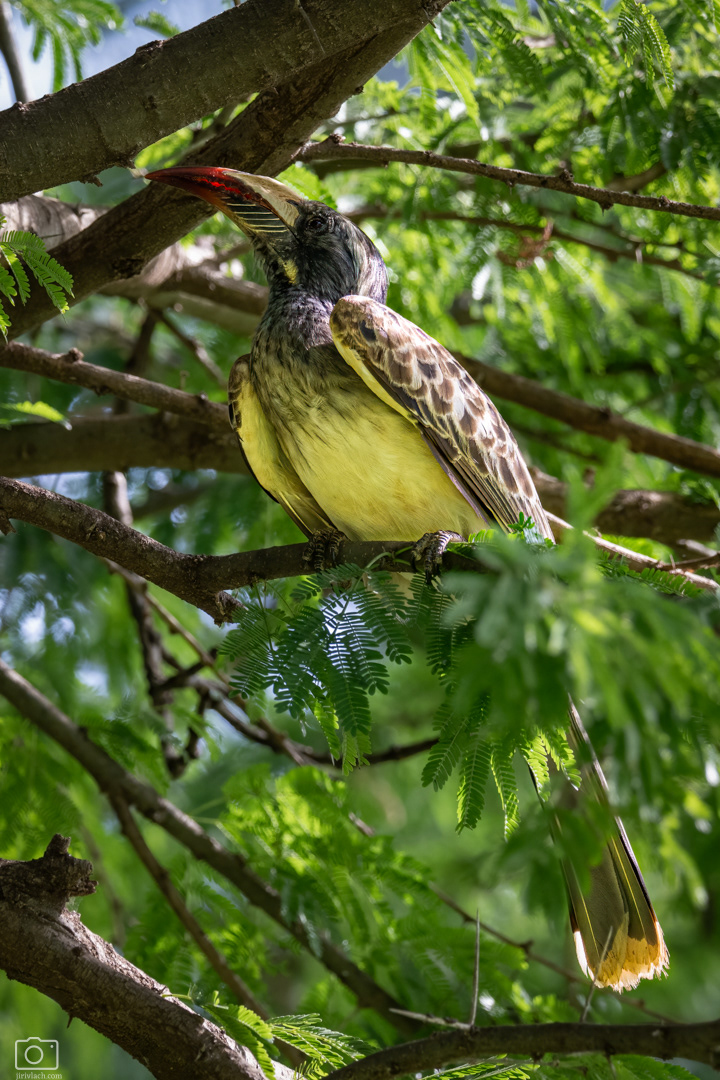 Zoborožec šedý (Lophoceros nasutus), Kenya, 12/2025