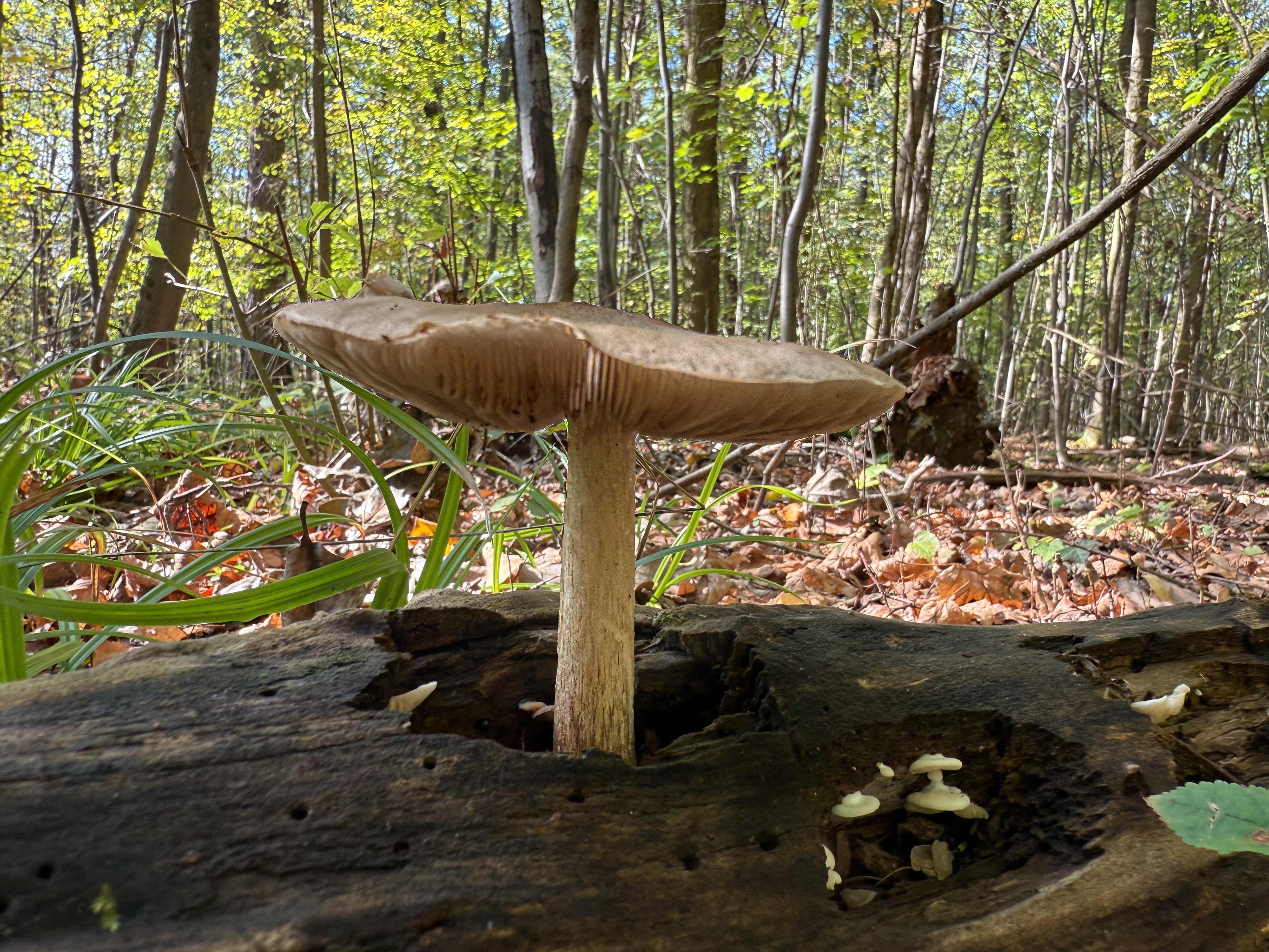 Štítovka jelení (Pluteus cervinus)
