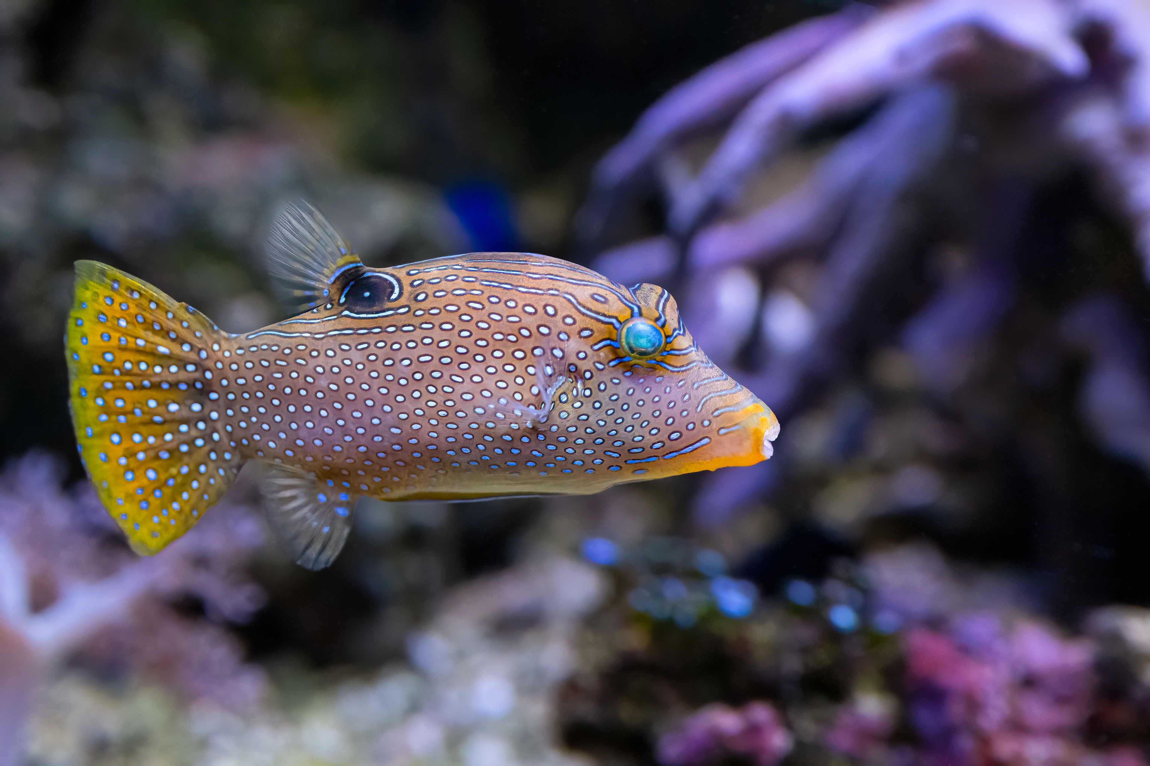 Hranobřich Solandrův (Canthigaster solandri)