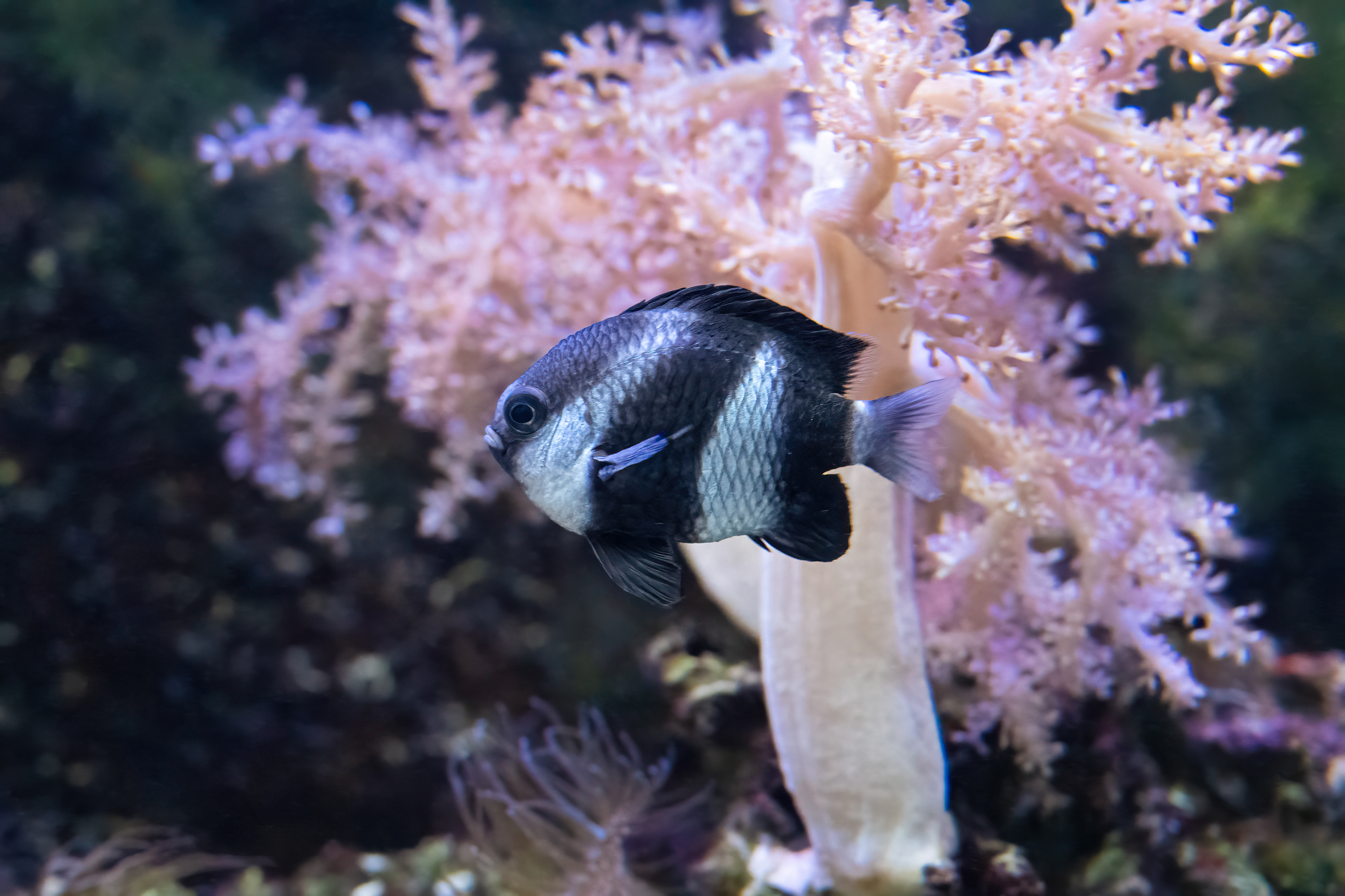 Komorník běloocasý (Dascyllus aruanus)