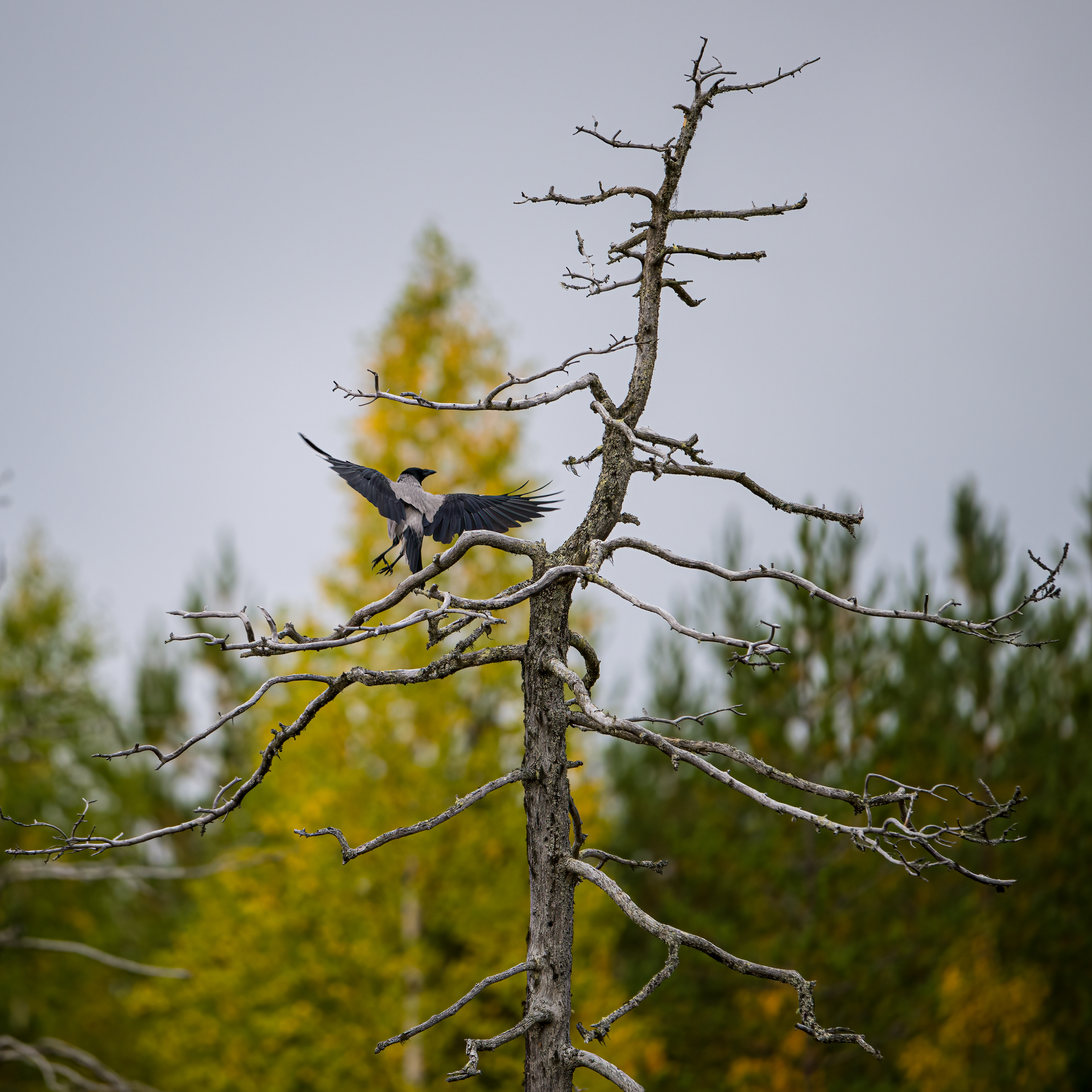 Vrána šedá (Corvus cornix), Finsko, 09/2022
