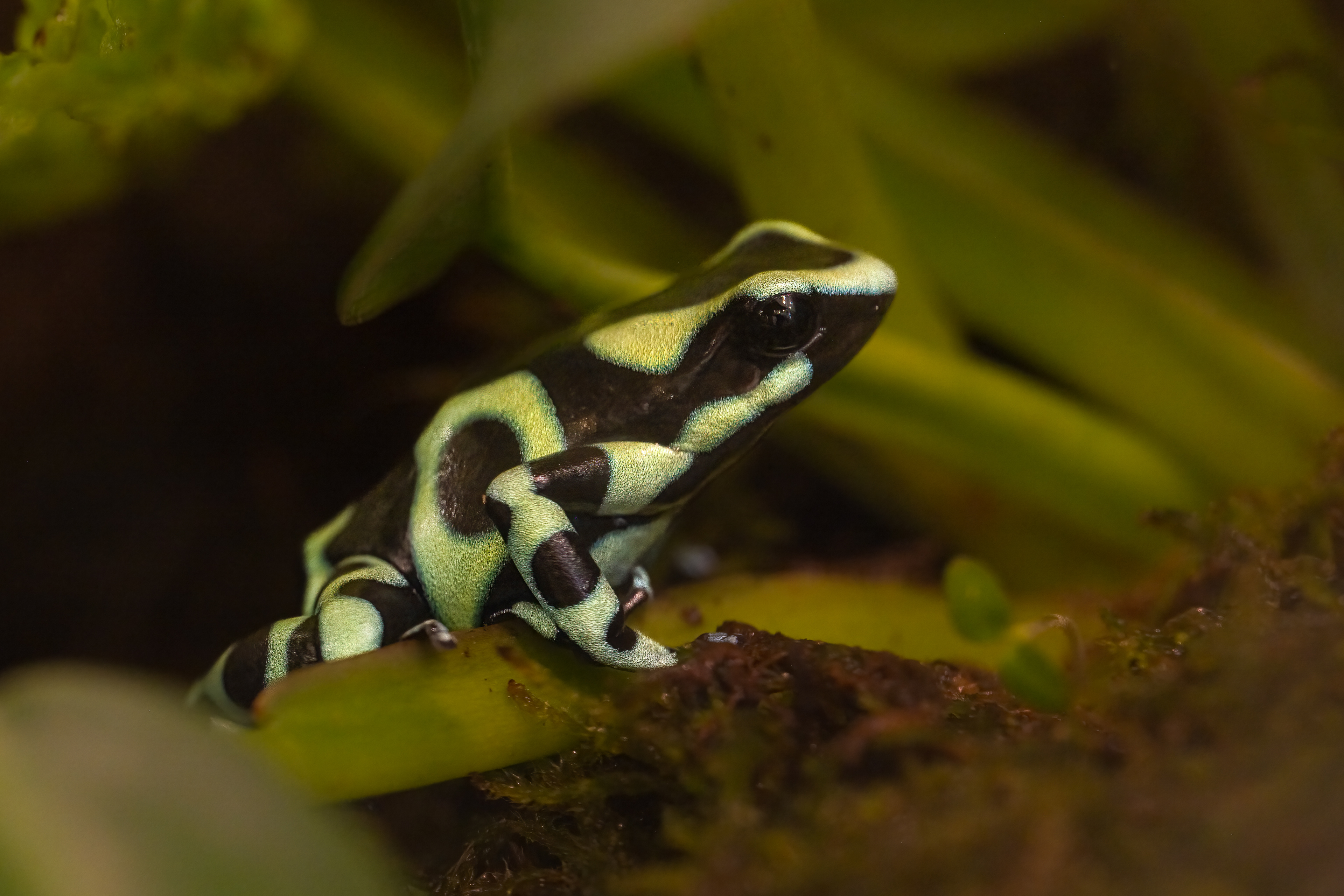 Pralesnička batiková "Green" (Dendrobates auratus "Green"), 08/2024