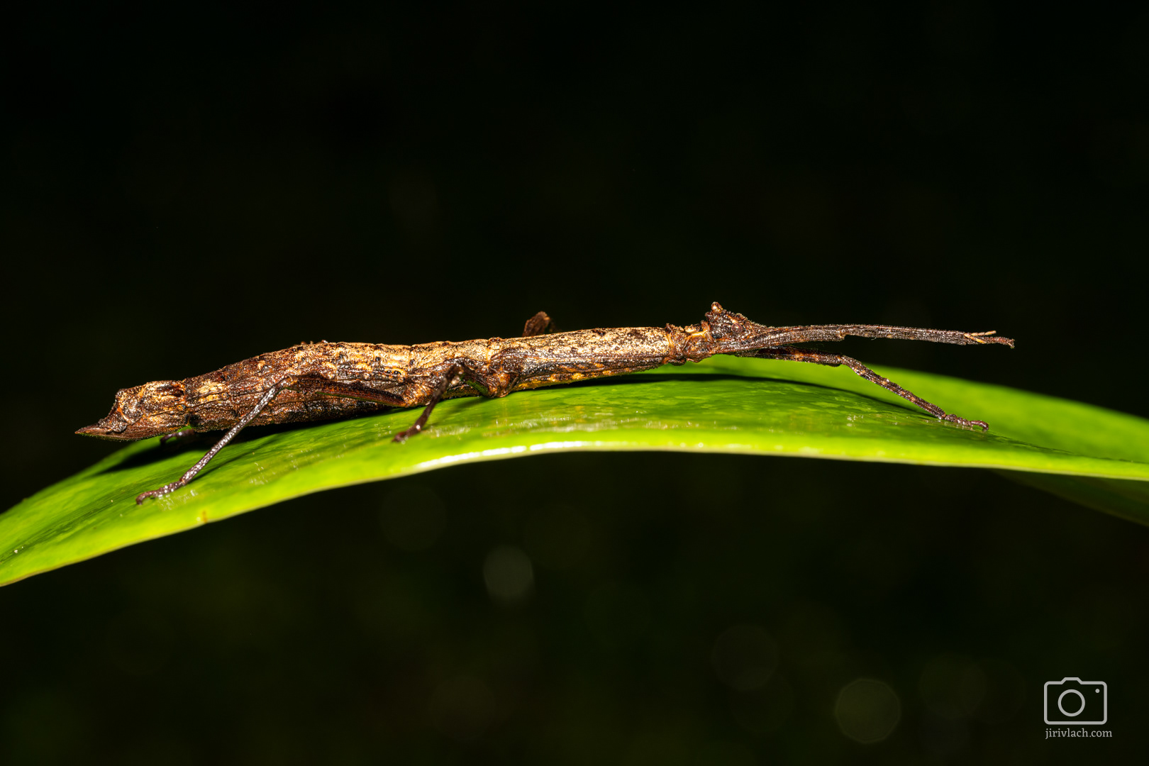 Strašilka (Phasmatodea)