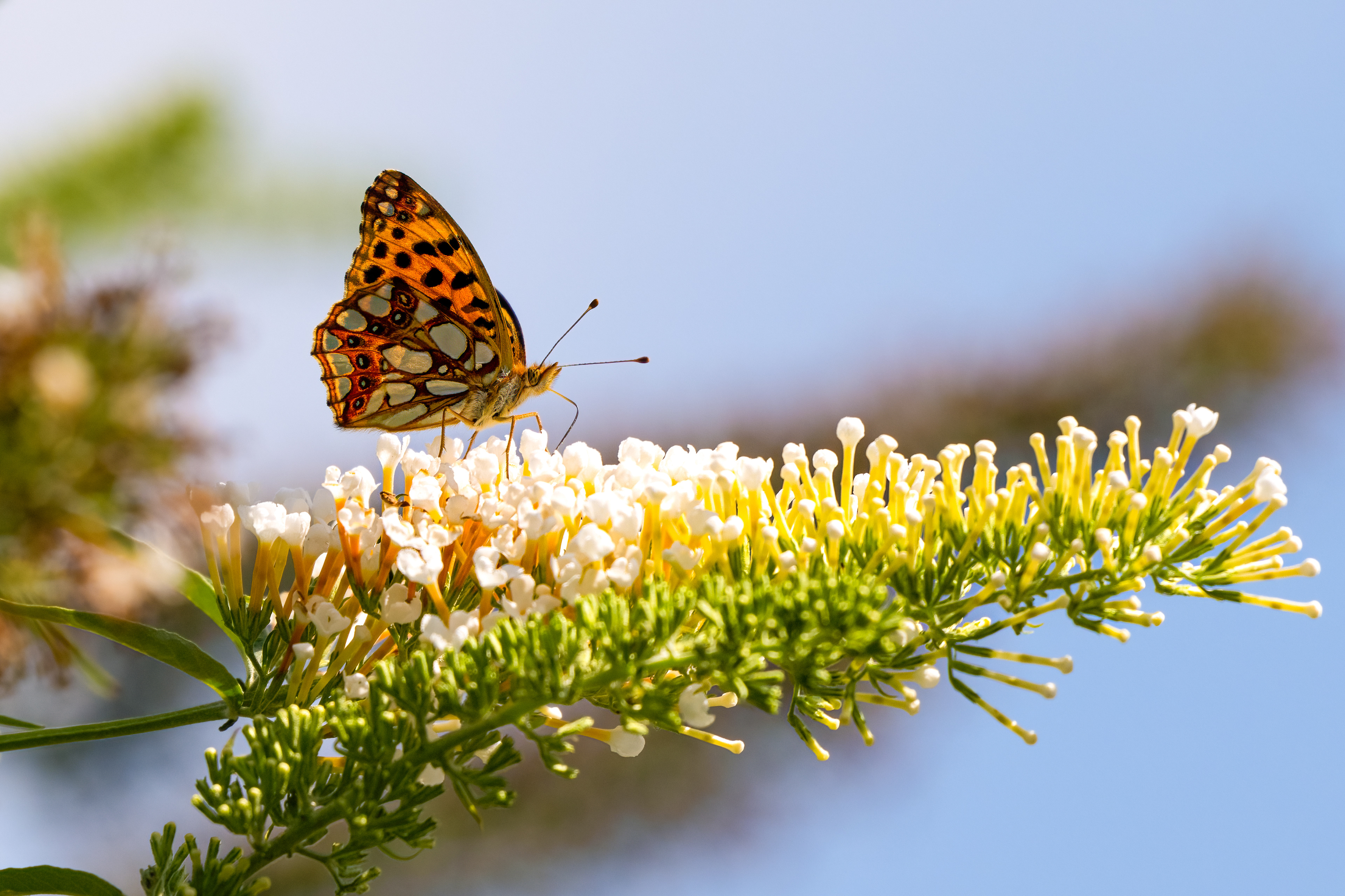 Perleťovec malý (Issoria lathonia), Pyšely, 07/2024