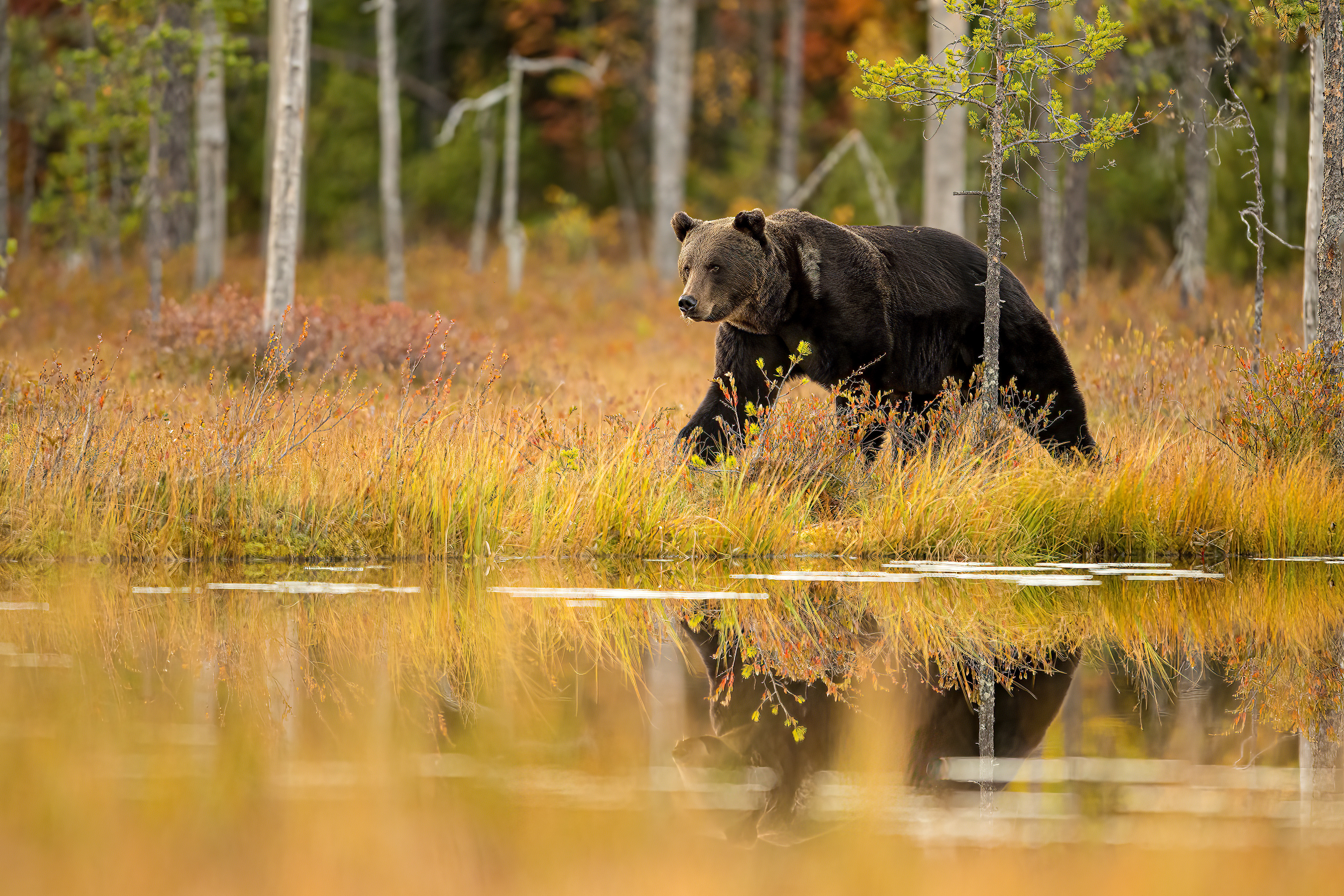 Medvěd hnědý (Ursus arctos), Finsko, 09/2022