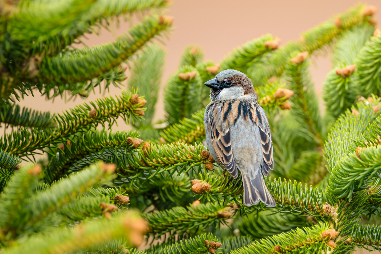 Vrabec domácí (Passer domesticus), Pyšely, 03/2024