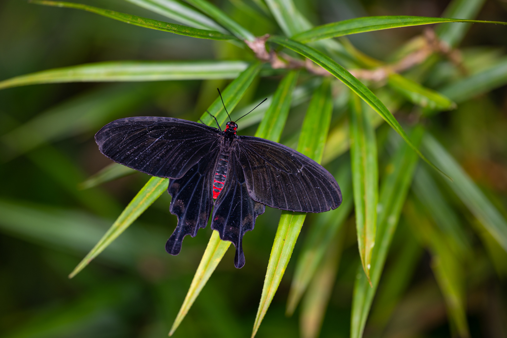 Pachliopta kotzebuea, Fata Morgana, Praha, 04/2023 