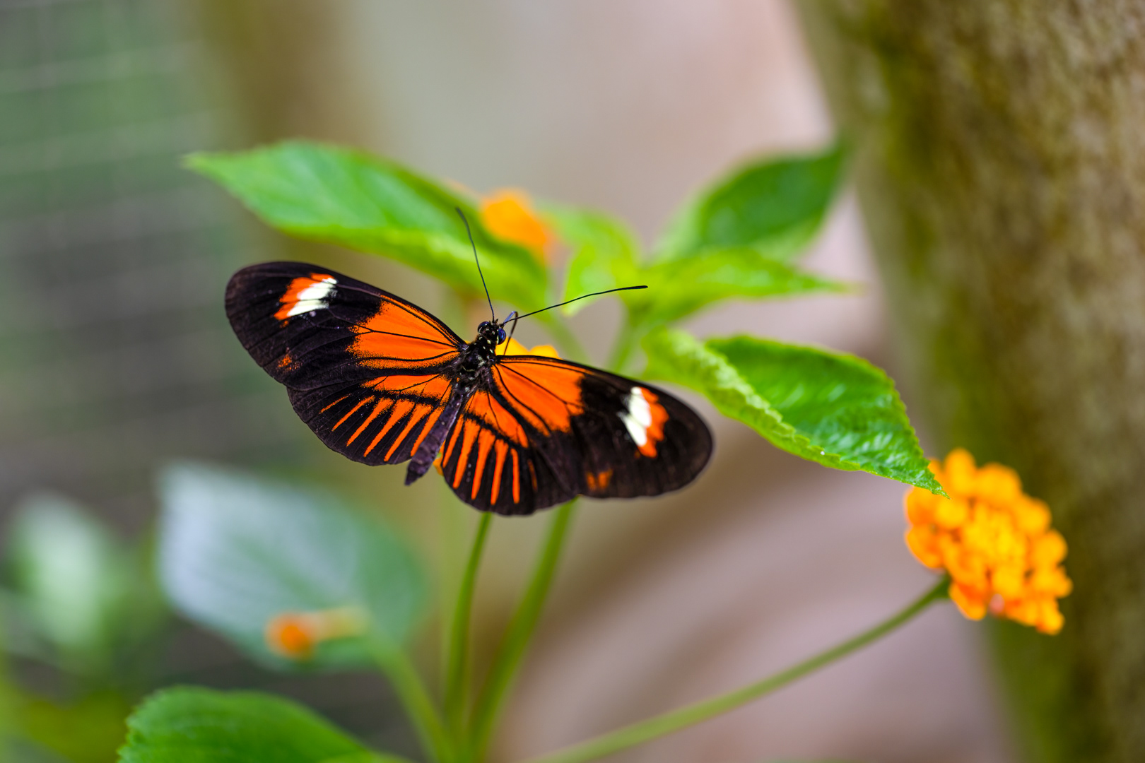Heliconius melpomene (Postman butterfly), Fata Morgana, Praha, 05/2024