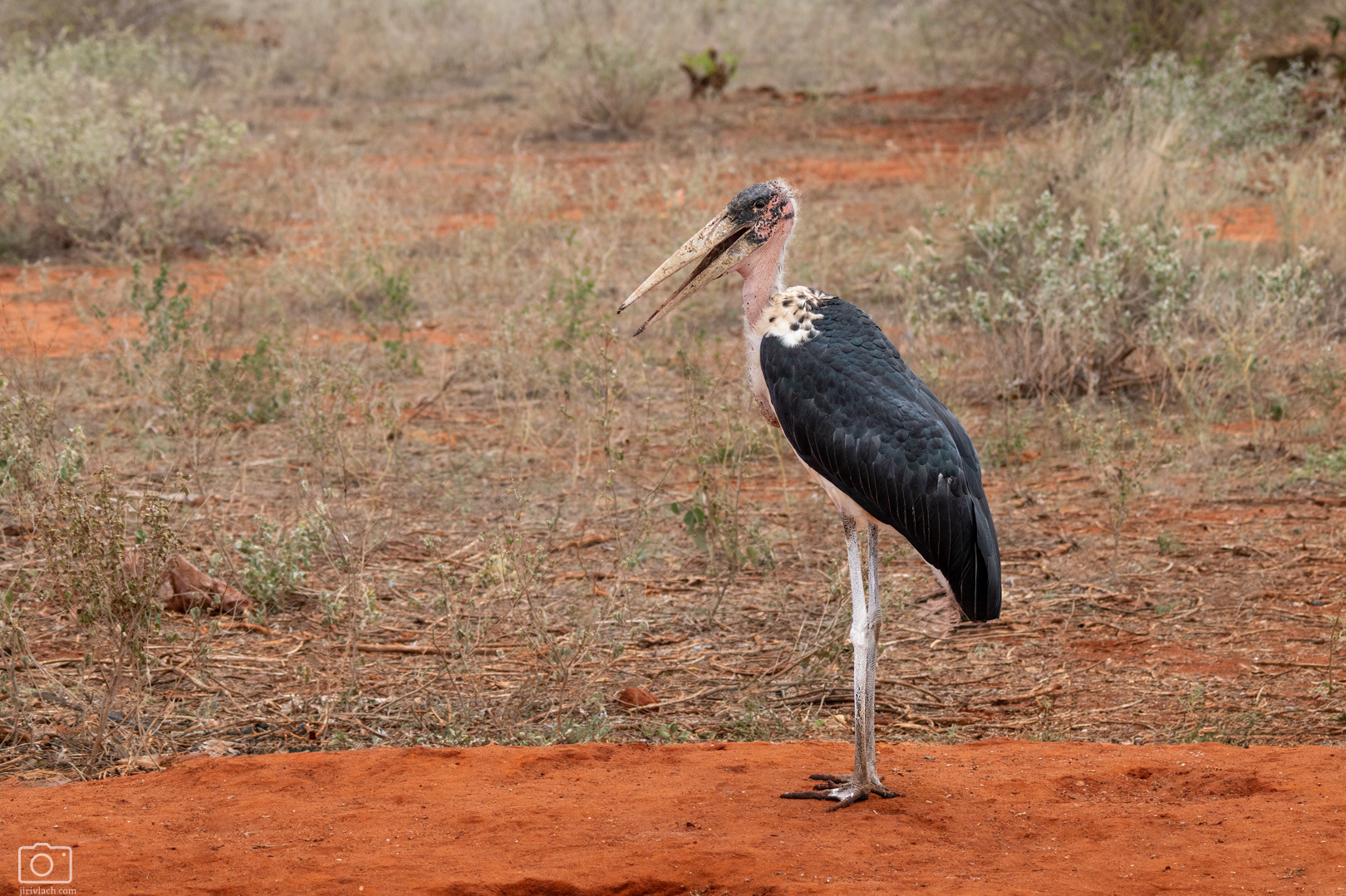 Marabu africký (Leptoptilos crumeniferus), Kenya, 12/2025