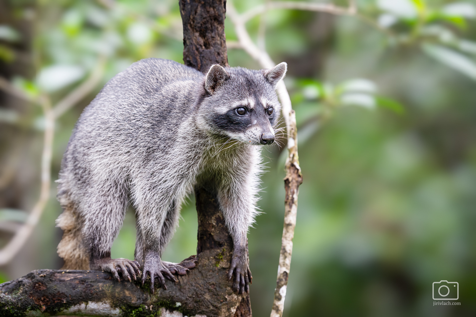 Mýval severní (Raccoon, Procyon lotor), Kostarika, 01/2025