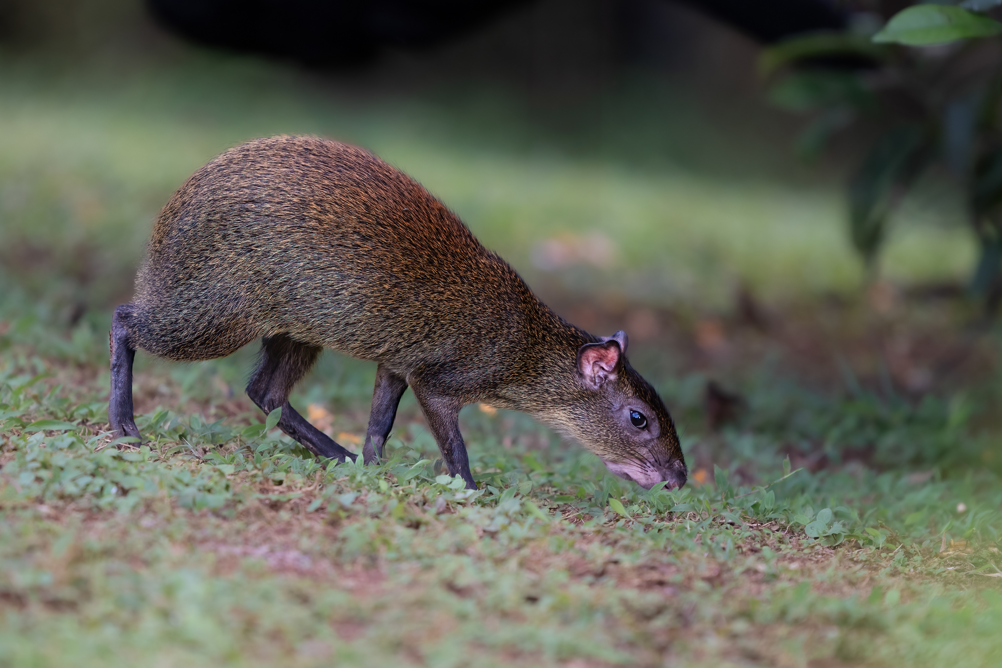 Aguti středoamerický (Central American agouti, Dasyprocta punctata), Kostarika, 01/2025