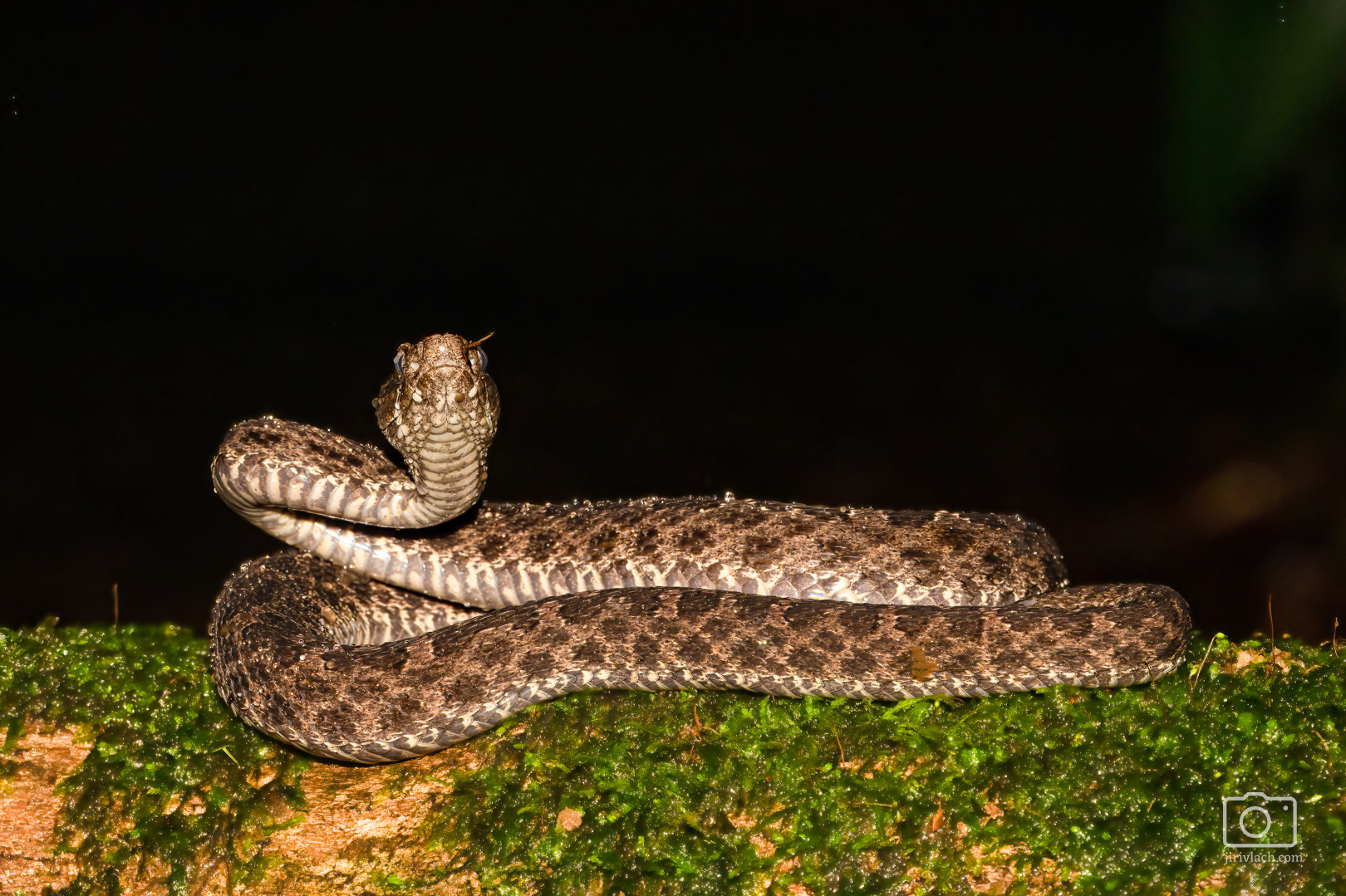 Porthidium ophryomegas (Dry forest Hognosed pit Viper)