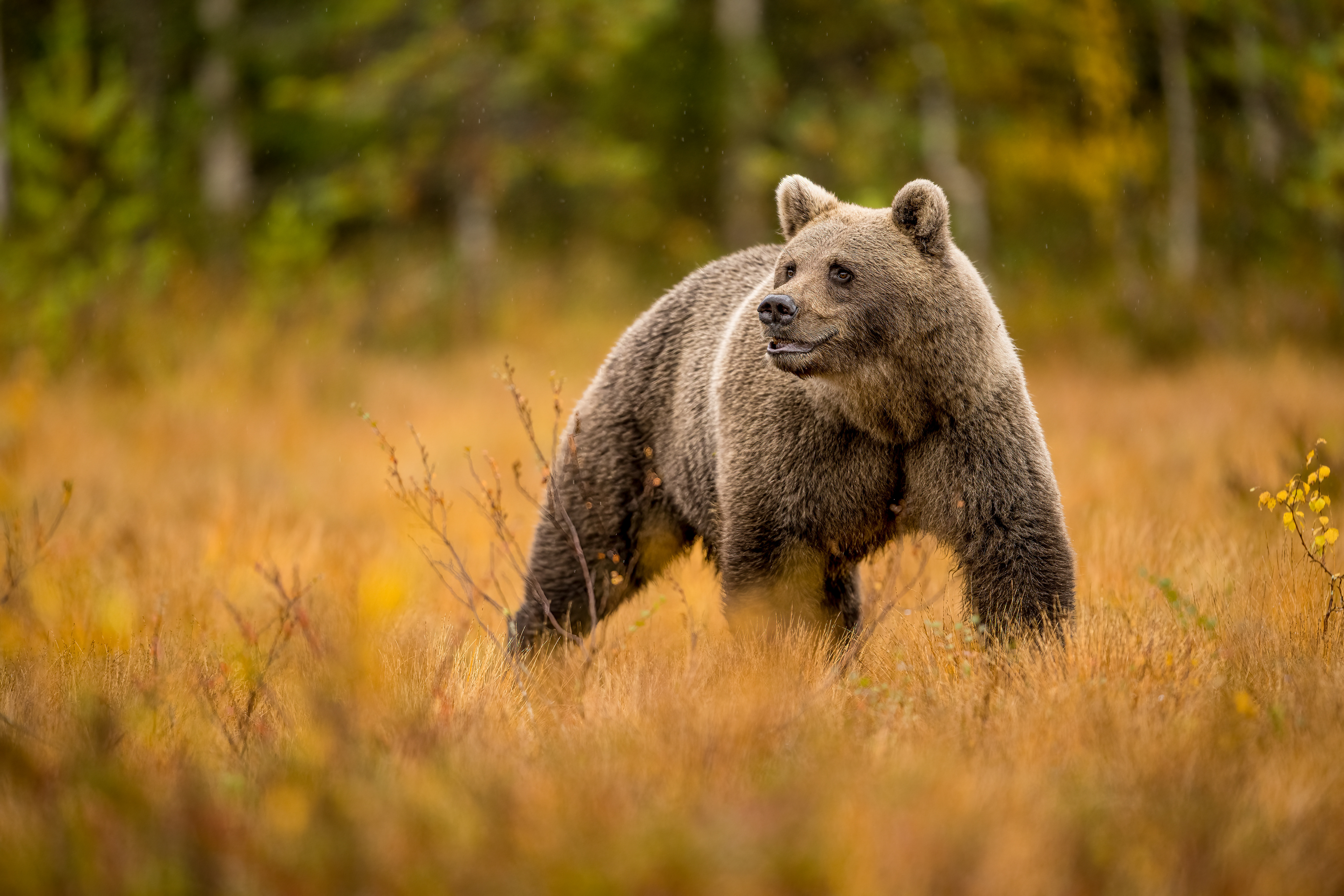 Medvěd hnědý (Ursus arctos), Finsko, 09/2022