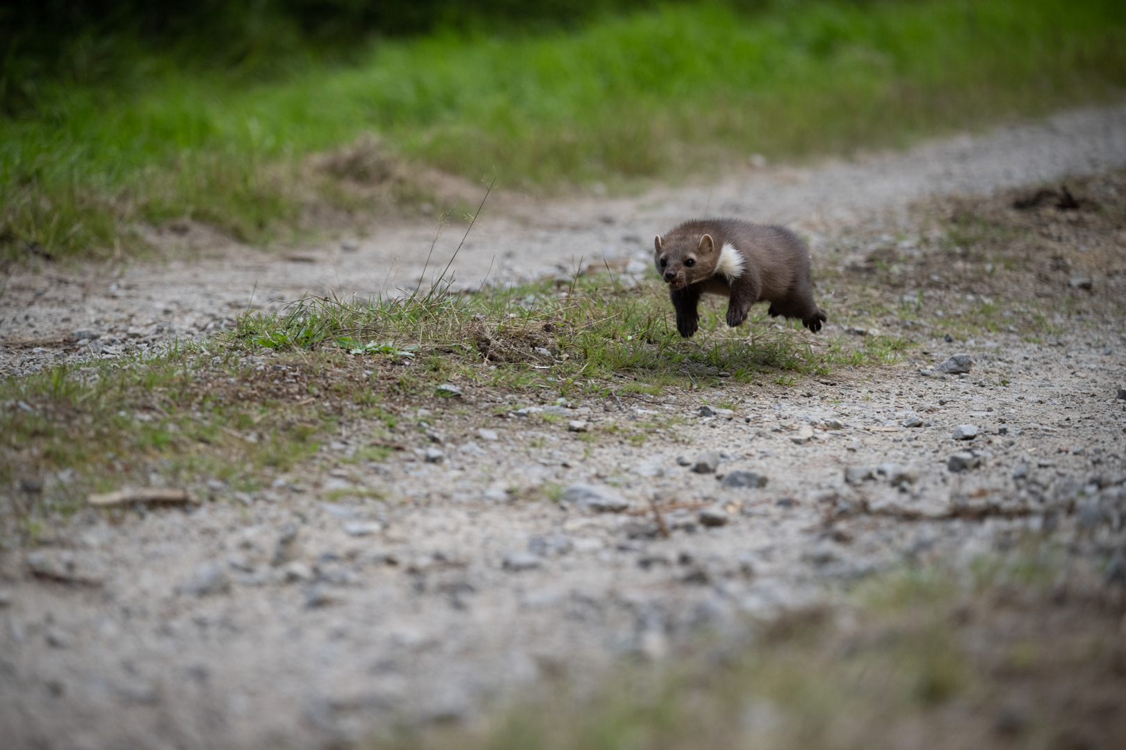 Kuna skalní (Martes foina), Vysočina, 08/2022