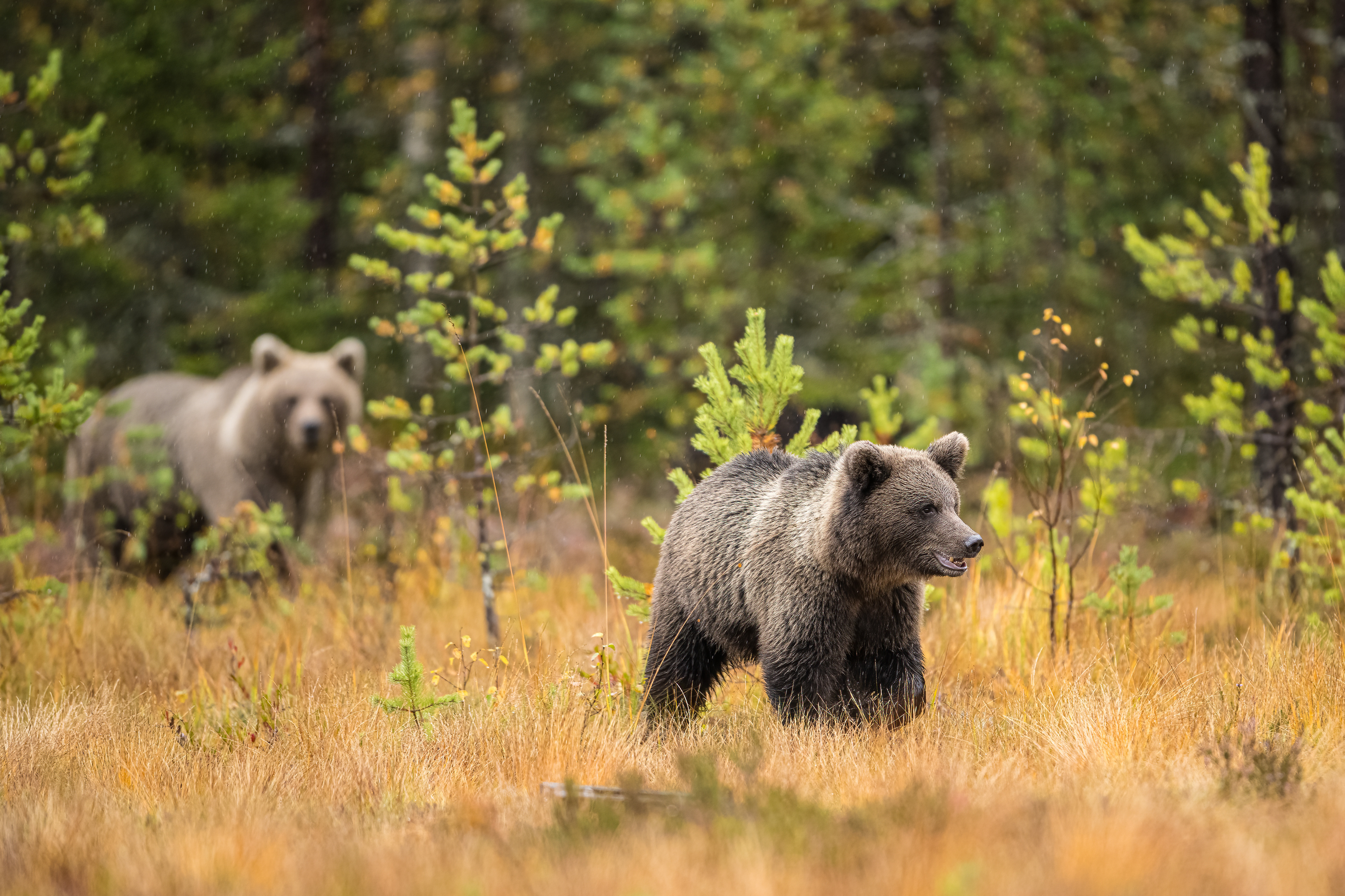 Medvěd hnědý (Ursus arctos), Finsko, 09/2022