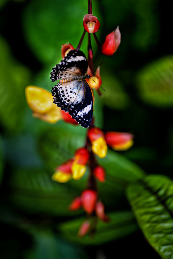 Babočka cyanská (Cethosia cyane), Fata Morgana, Praha, 05/2022