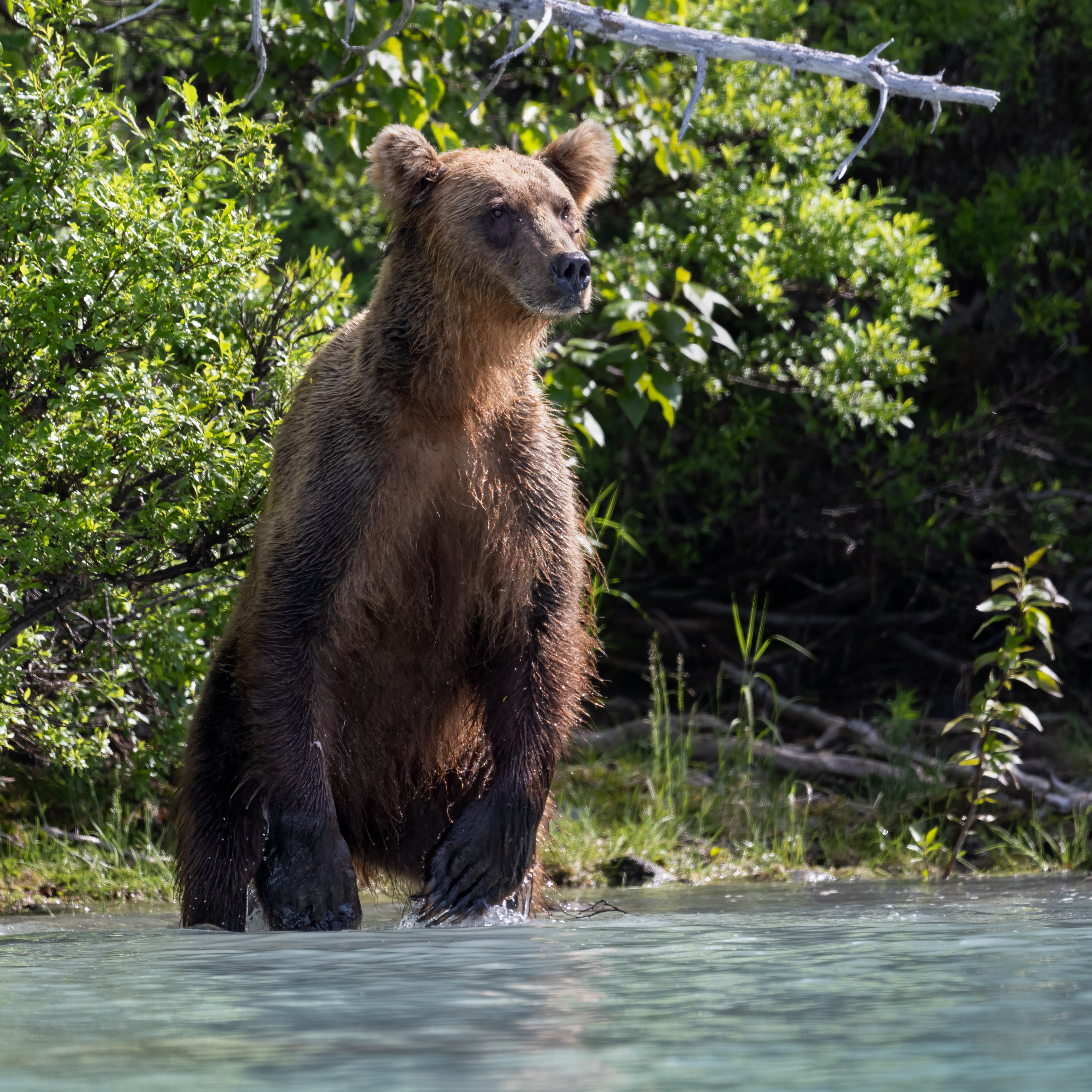Medvěd grizzly (Ursus arctos horribilis), Aljaška, 07/2023