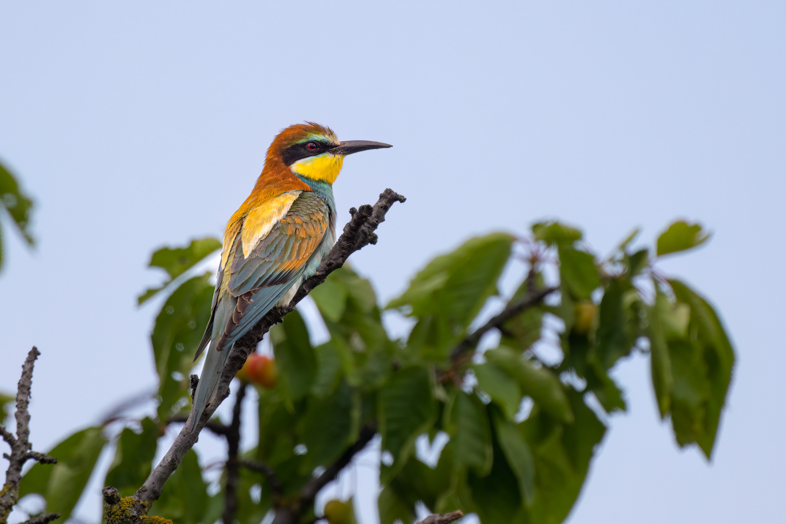 Vlha pestrá (Merops apiaster), jižní Morava, 06/2023