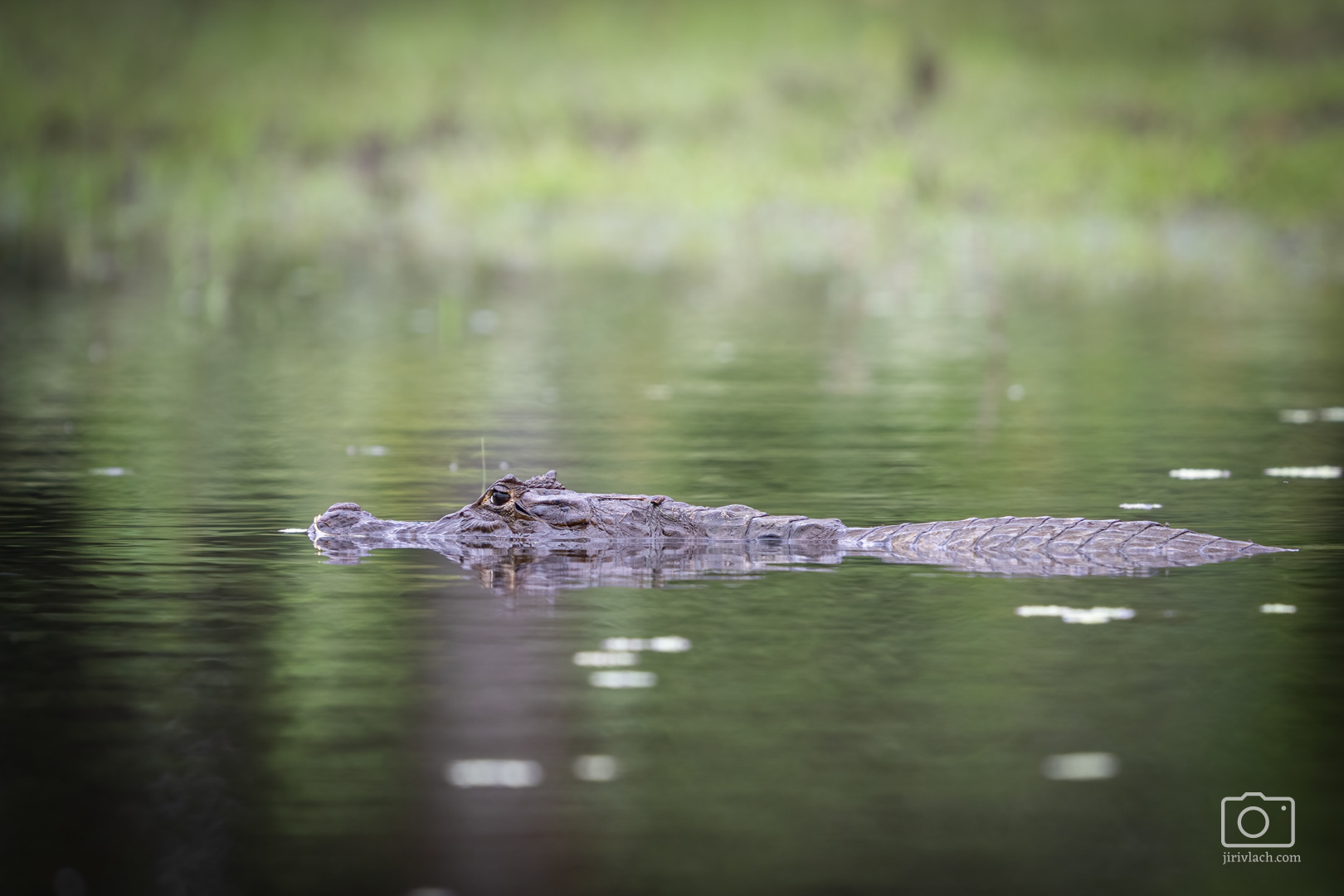 Kajman brýlový (Spectacled caiman, Caiman crocodilus), Kostarika, 01/2025