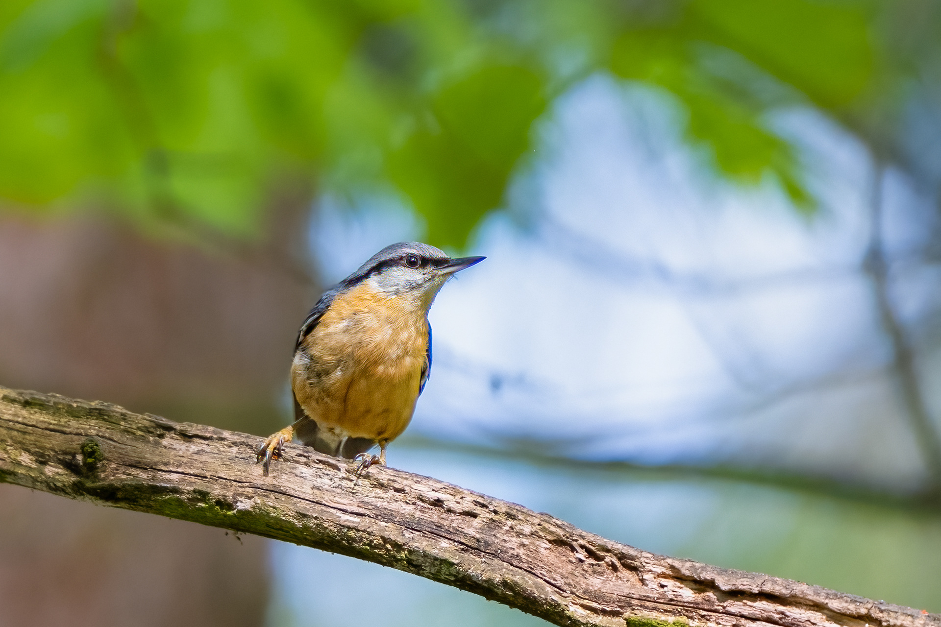 Brhlík lesní (Sitta europaea), Štěpánka, 04/2024
