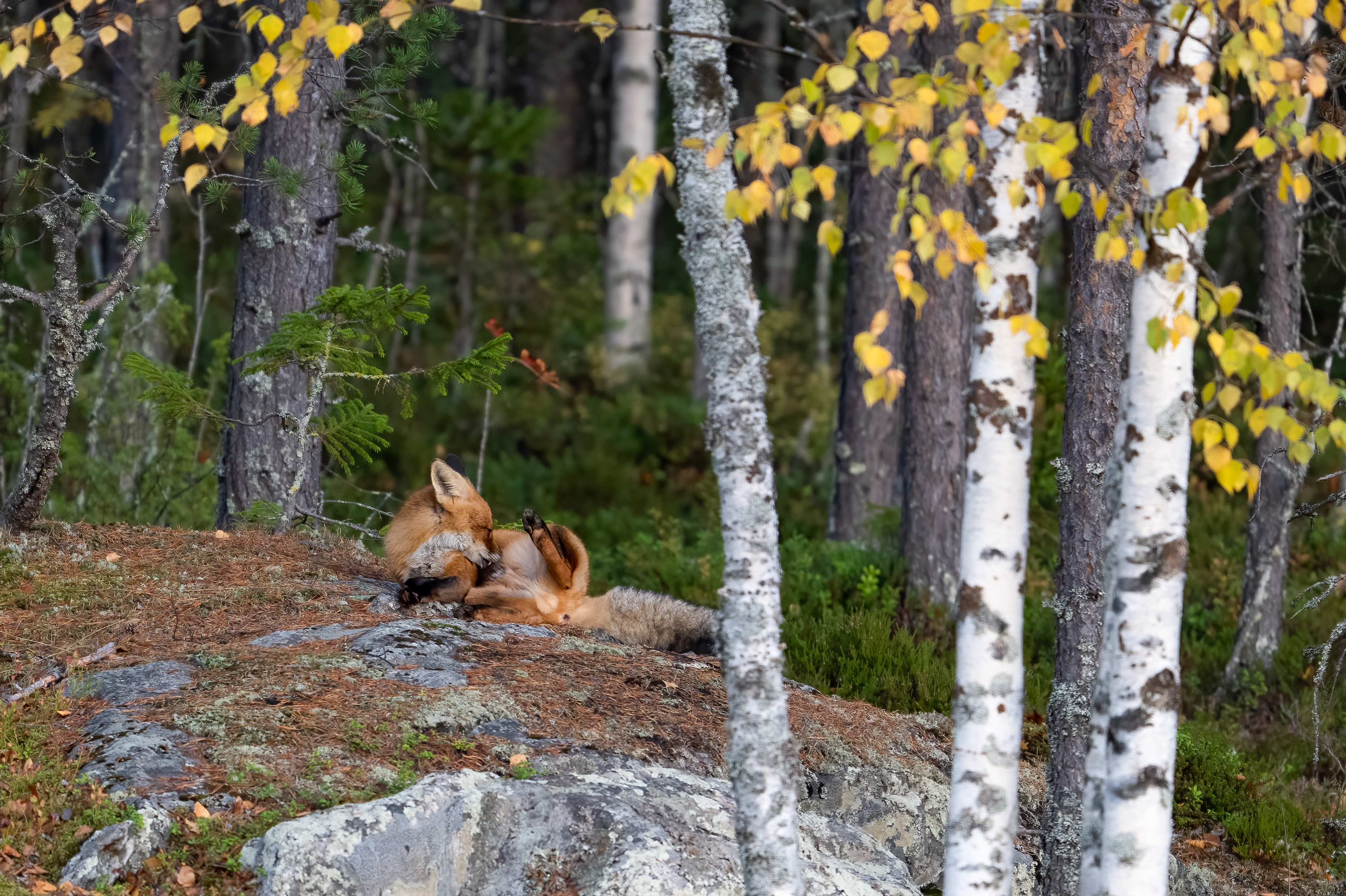 Liška obecná (Vulpes vulpes), Finsko, 09/2025