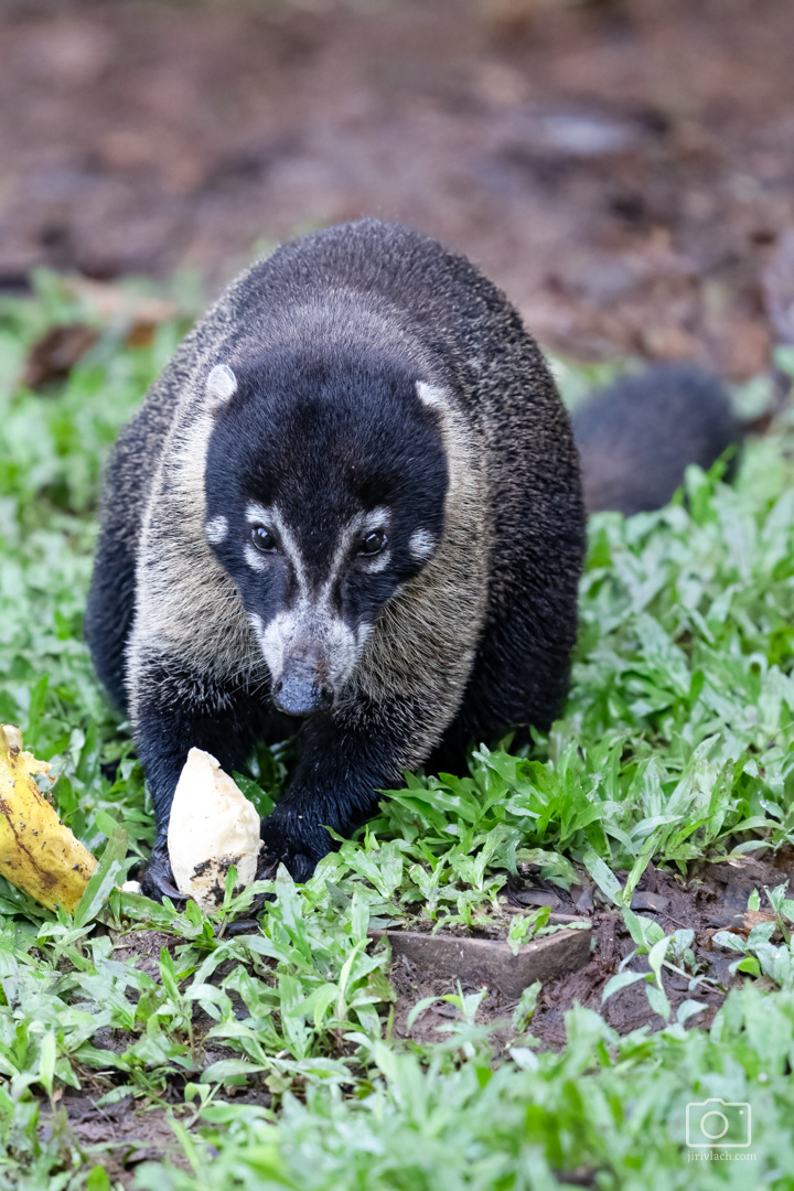 Nosál bělohubý (The white-nosed coati, Nasua narica), Kostarika, 01/2025