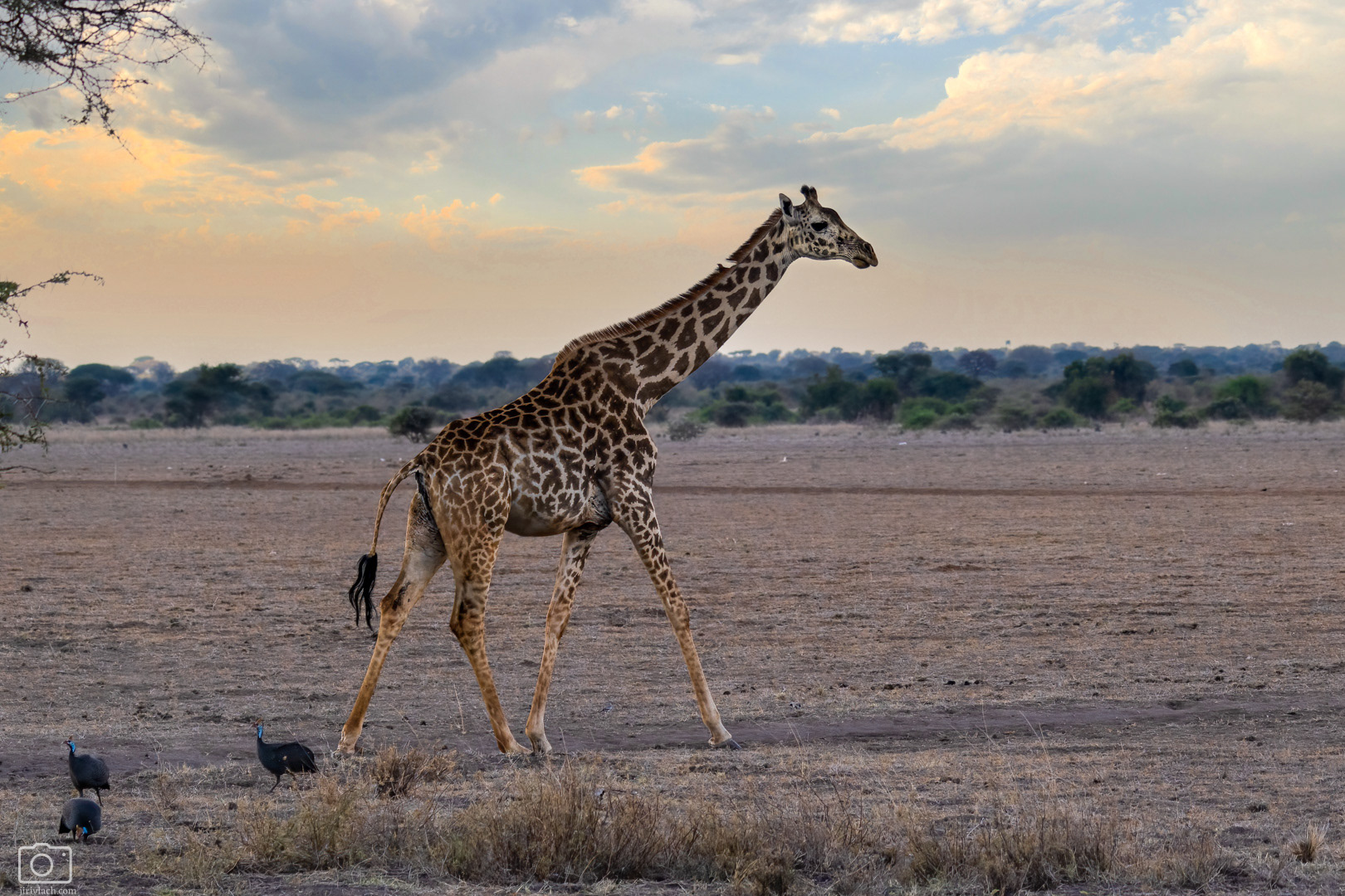 Žirafa masajská (Giraffa tippelskirchi)