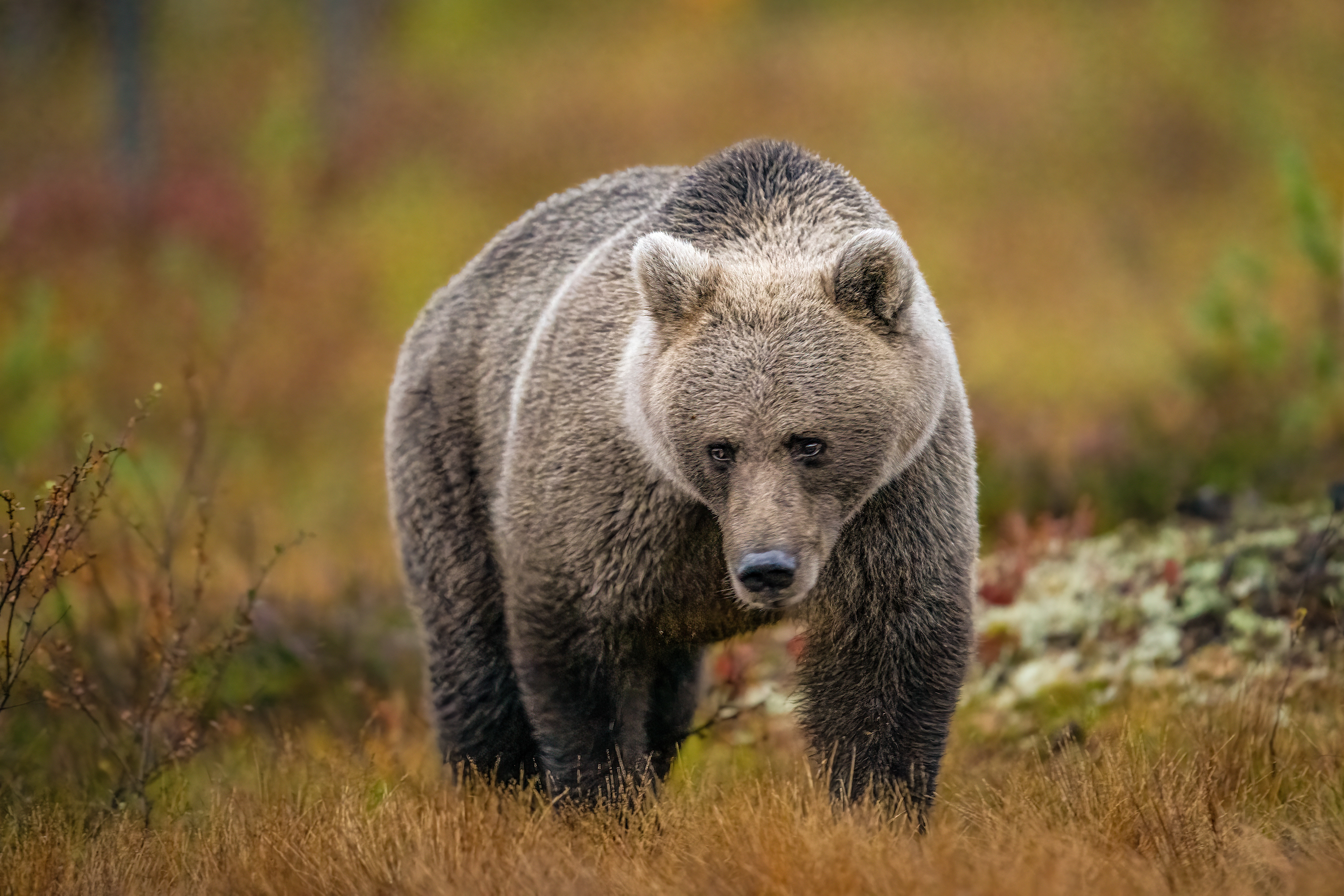 Medvěd hnědý (Ursus arctos), Finsko, 09/2022