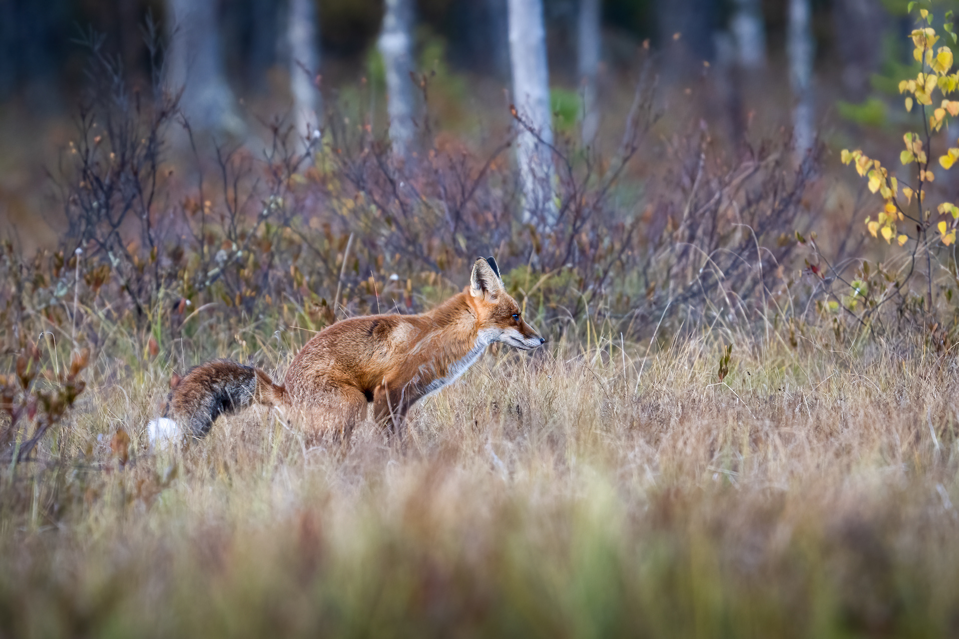 Liška obecná (Vulpes vulpes), Finsko, 09/2025