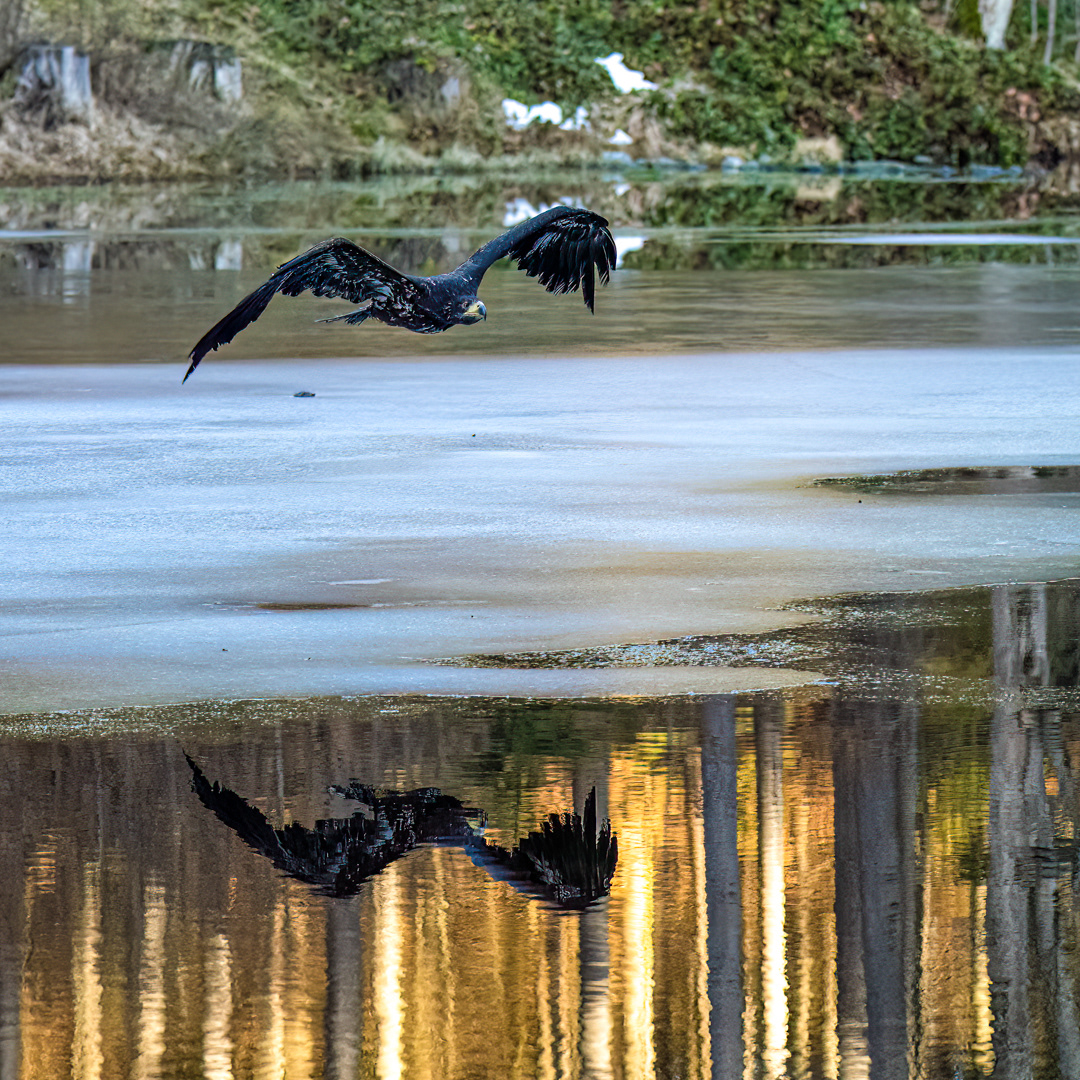 Orel mořský (Haliaeetus albicilla), Vysočina, 12/2022