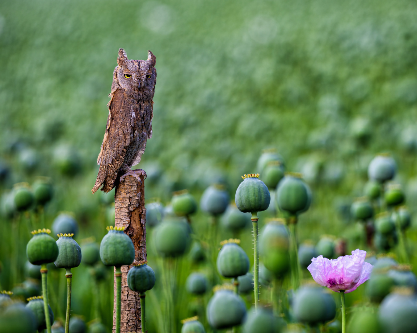 Výreček malý (Otus scops), Vysočina, 07/2022