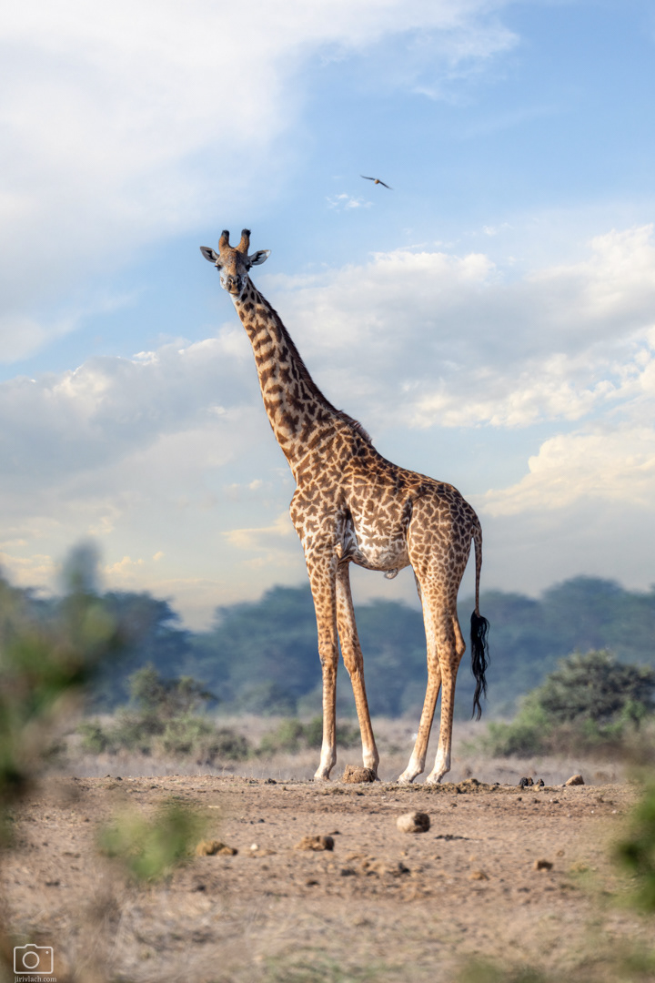 Žirafa masajská (Giraffa tippelskirchi), Kenya, 12/2025