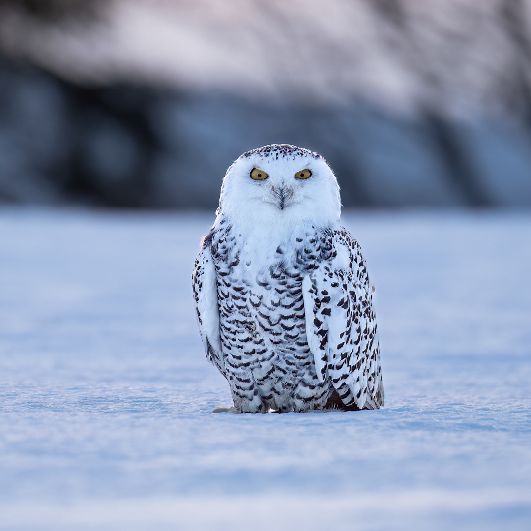 Sovice sněžní (Bubo scandiacus), Vysočina, 02/2023