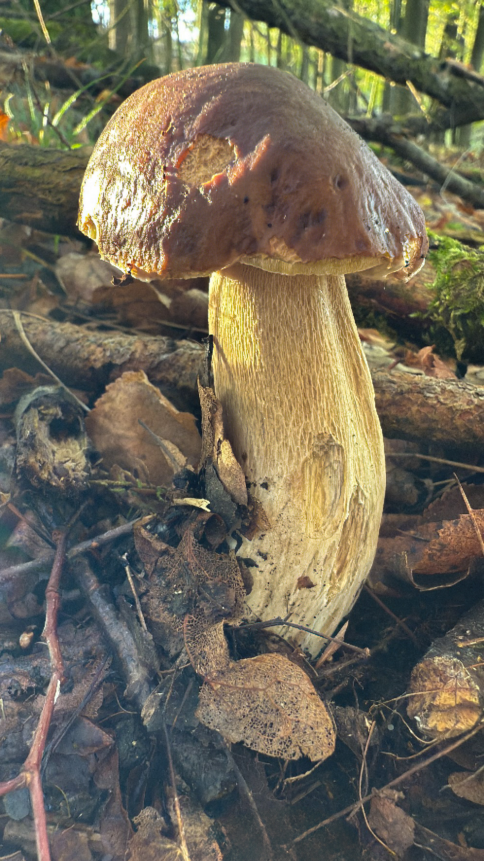 Hřib smrkový (Boletus edulis)